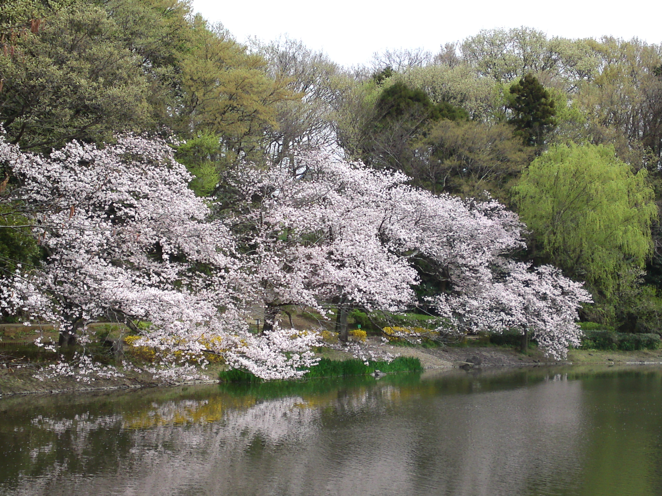 2017年じゅんさい池緑地公園に咲く桜４