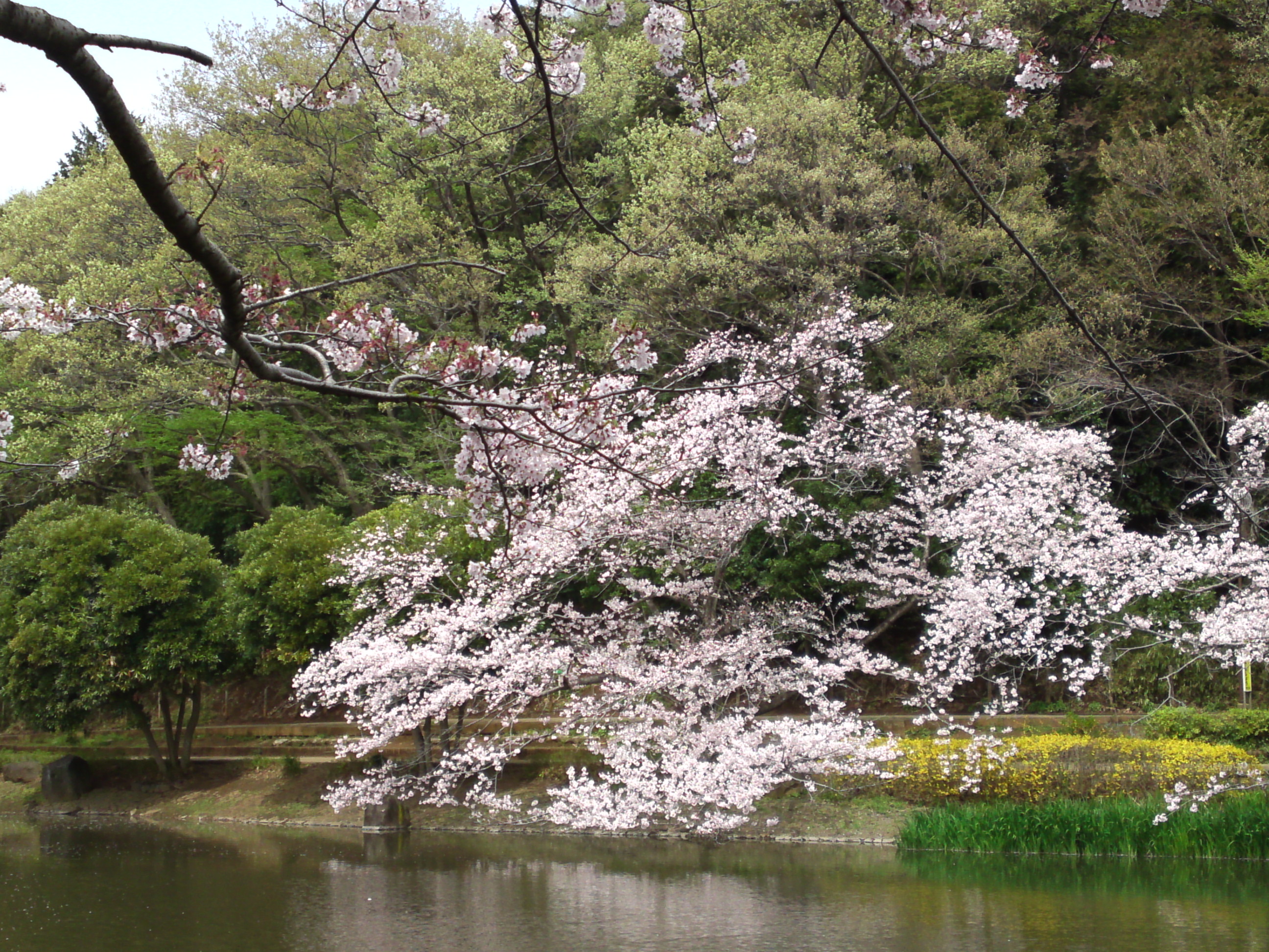 2017年じゅんさい池緑地公園に咲く桜５