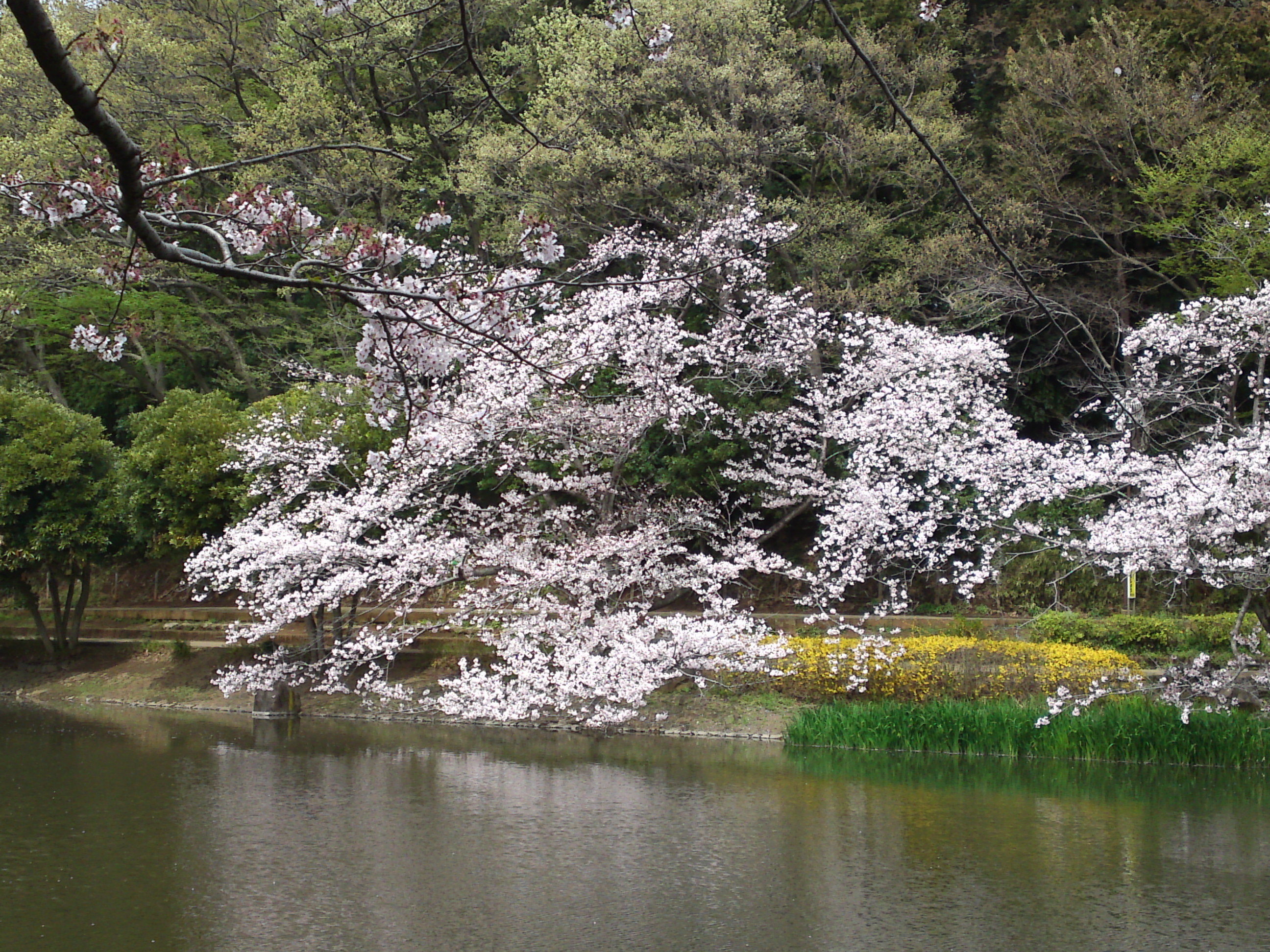 2017年じゅんさい池緑地公園に咲く桜６