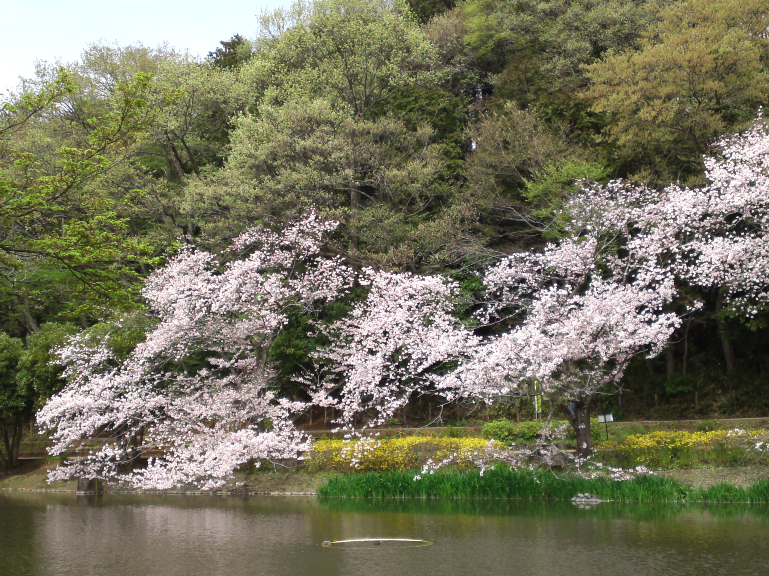 2017年じゅんさい池緑地公園に咲く桜７