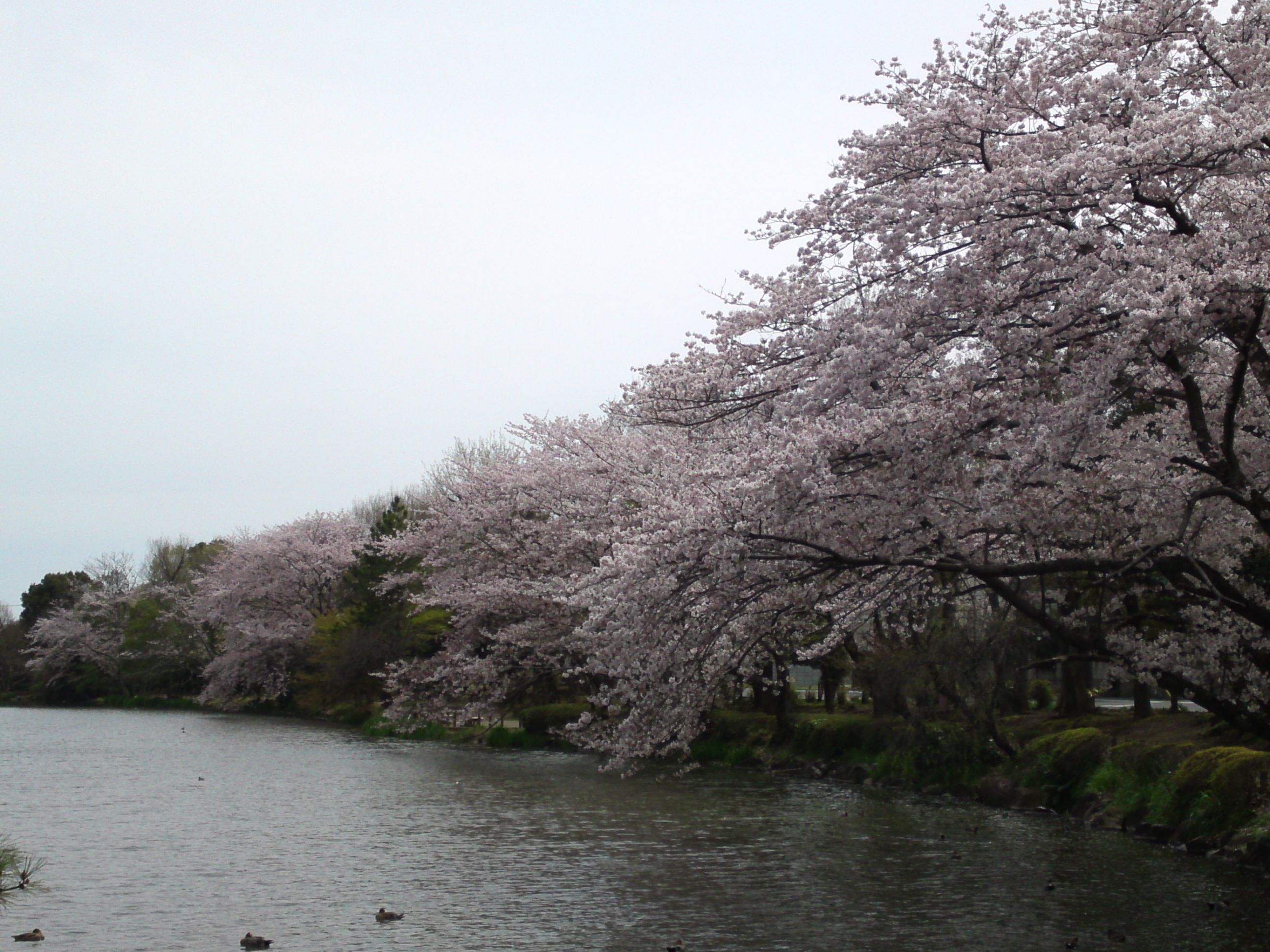 2017年じゅんさい池緑地公園に咲く桜１０