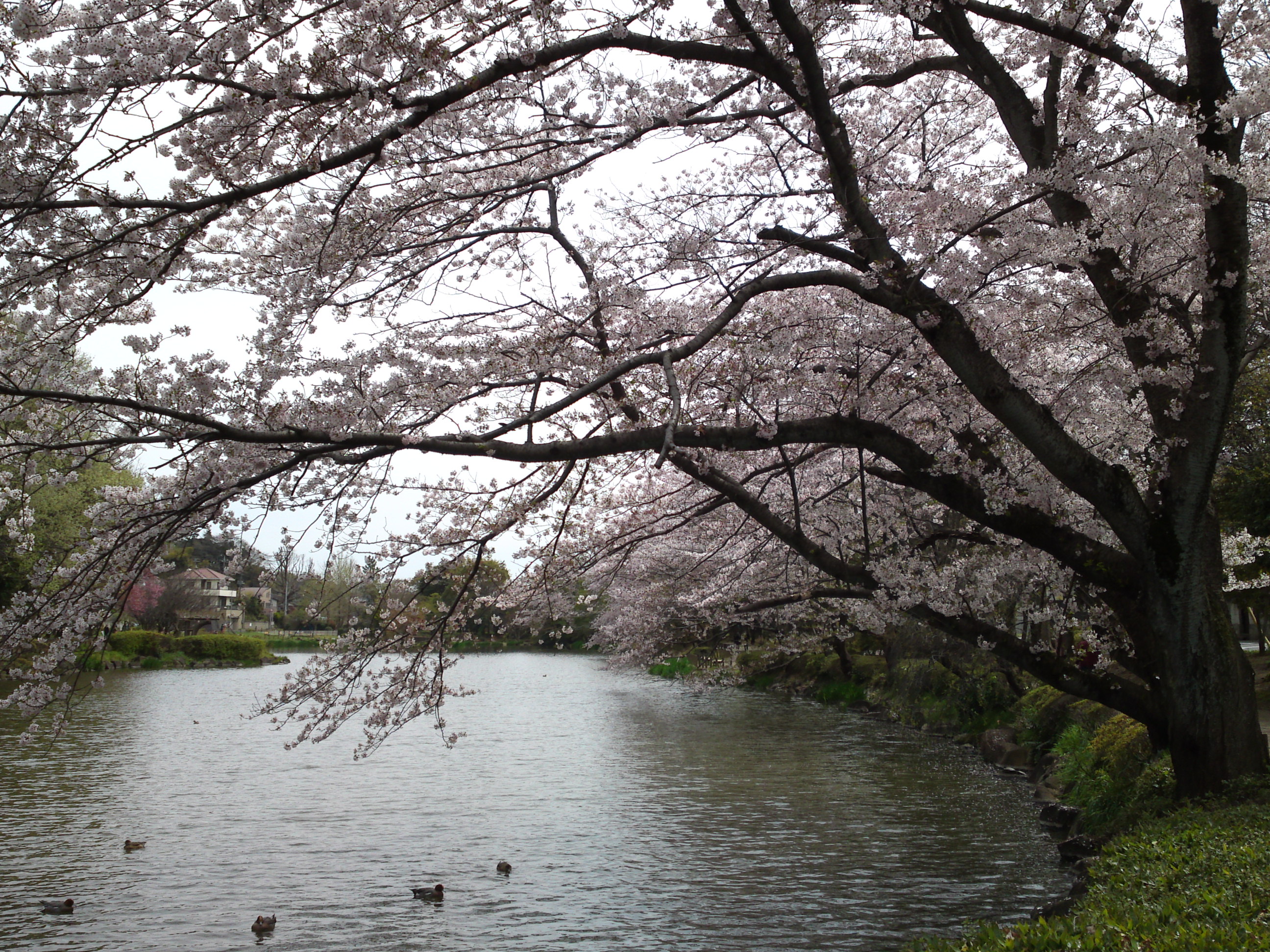 2017年じゅんさい池緑地公園に咲く桜１１