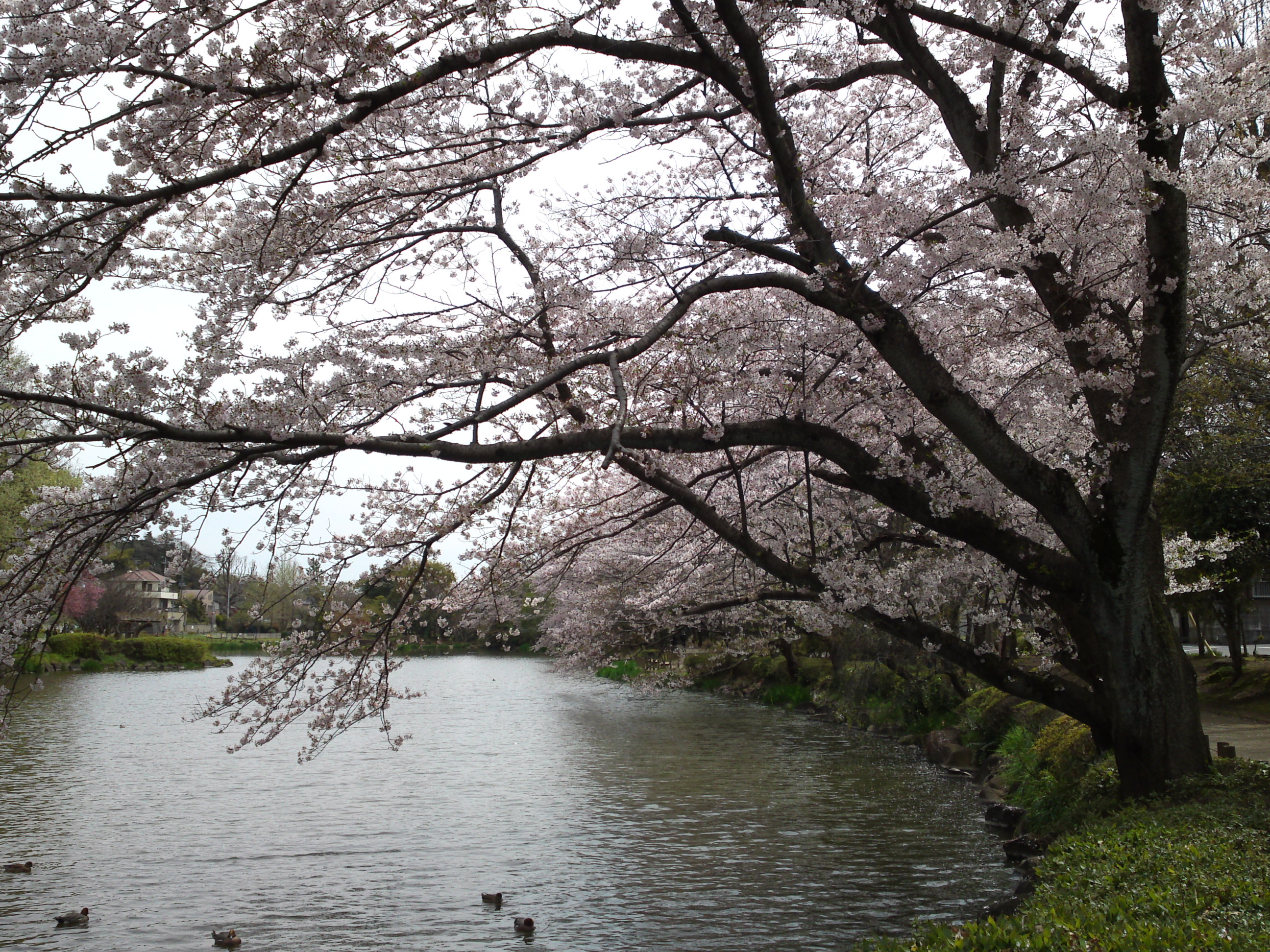 2017年じゅんさい池緑地公園に咲く桜１２