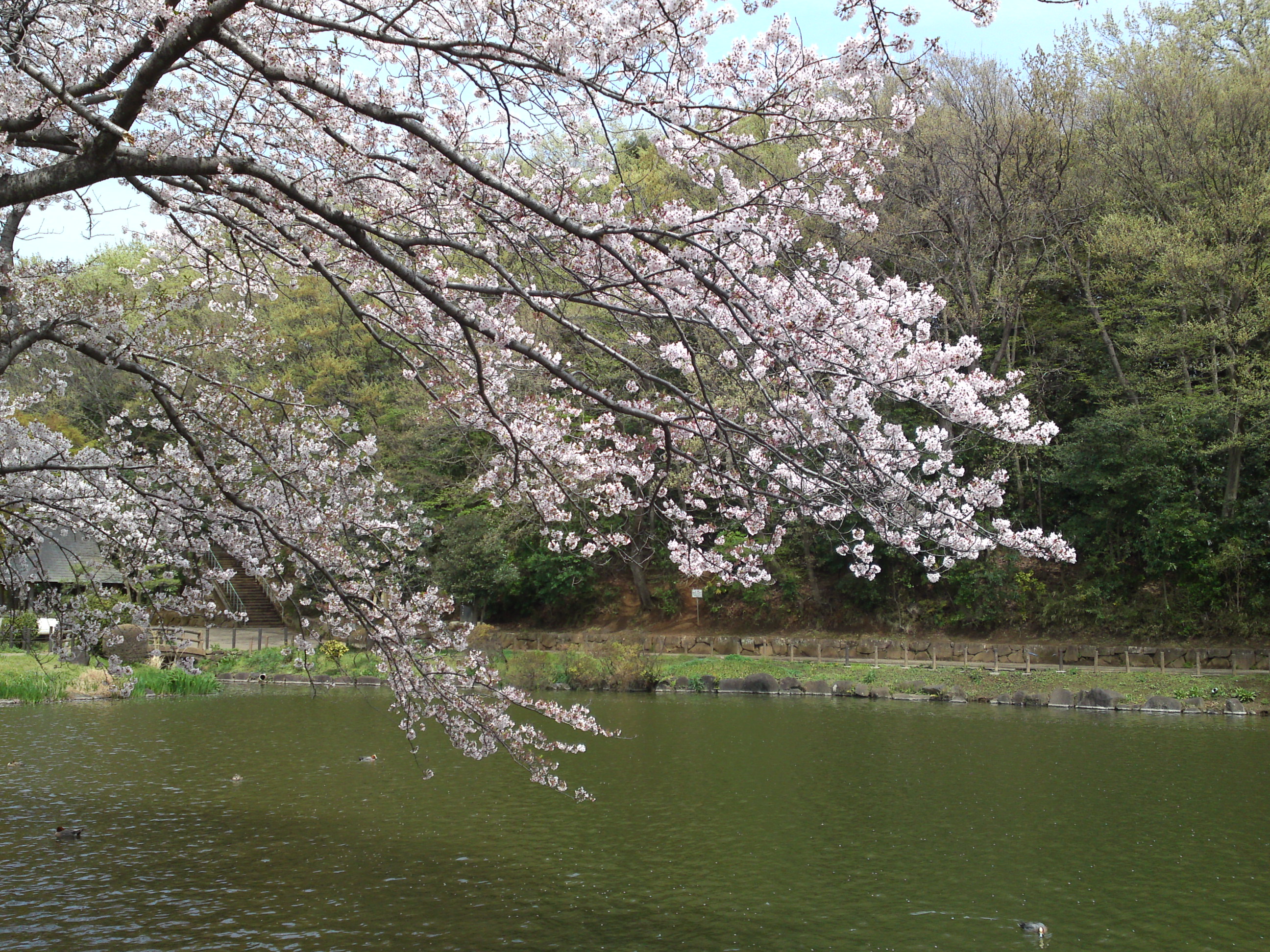 2017年じゅんさい池緑地公園に咲く桜１３