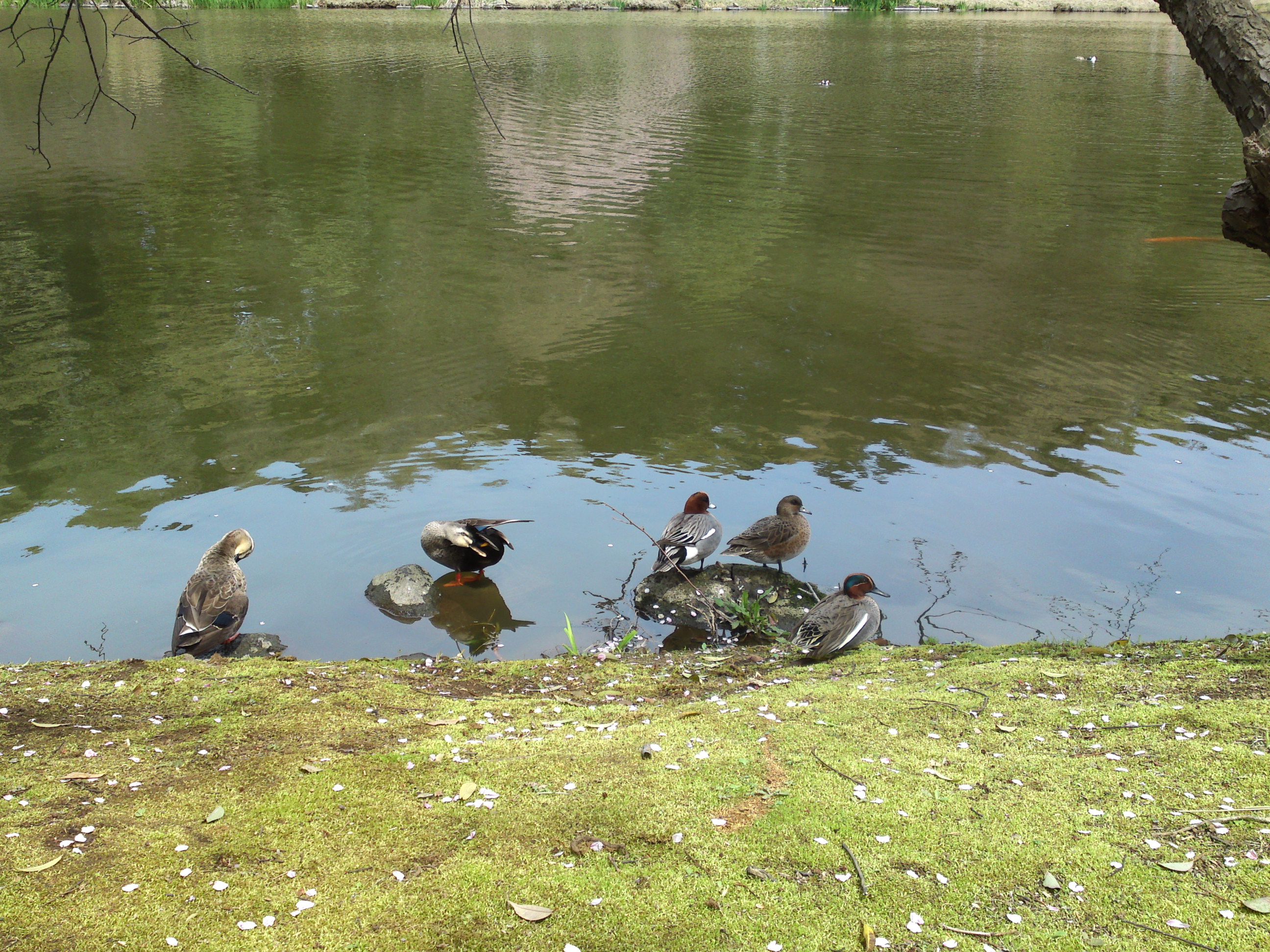 2017年じゅんさい池緑地公園春の水辺１