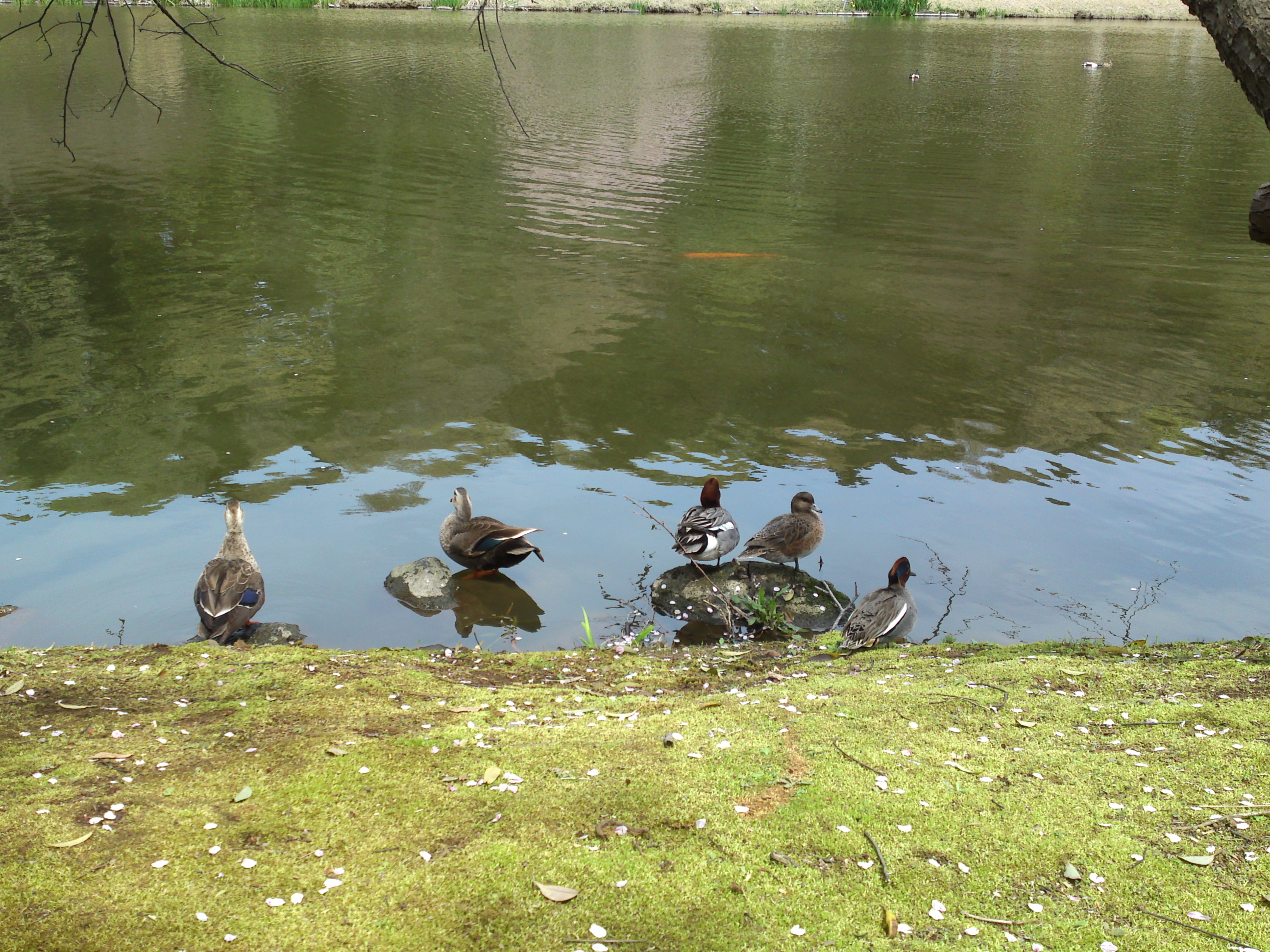 2017年じゅんさい池緑地公園春の水辺２