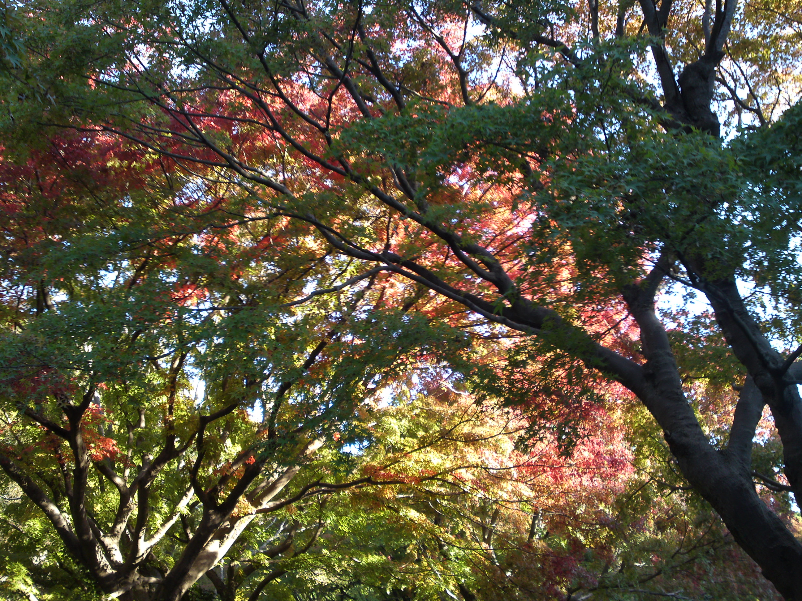 2019年じゅんさい池緑地公園の紅葉１