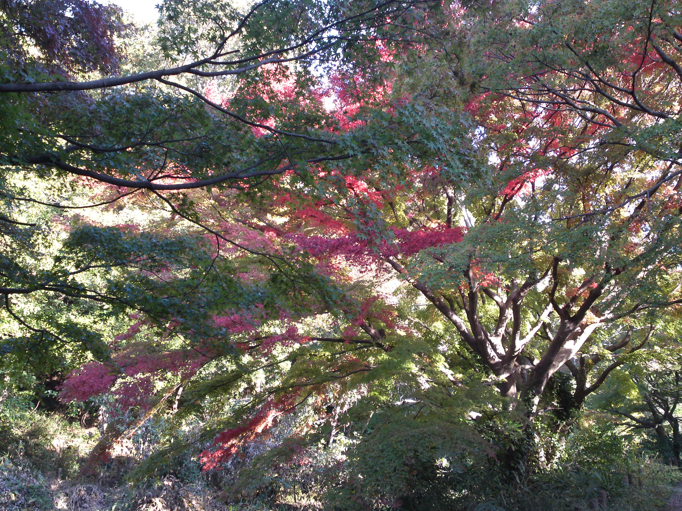 2019年じゅんさい池緑地公園の紅葉２