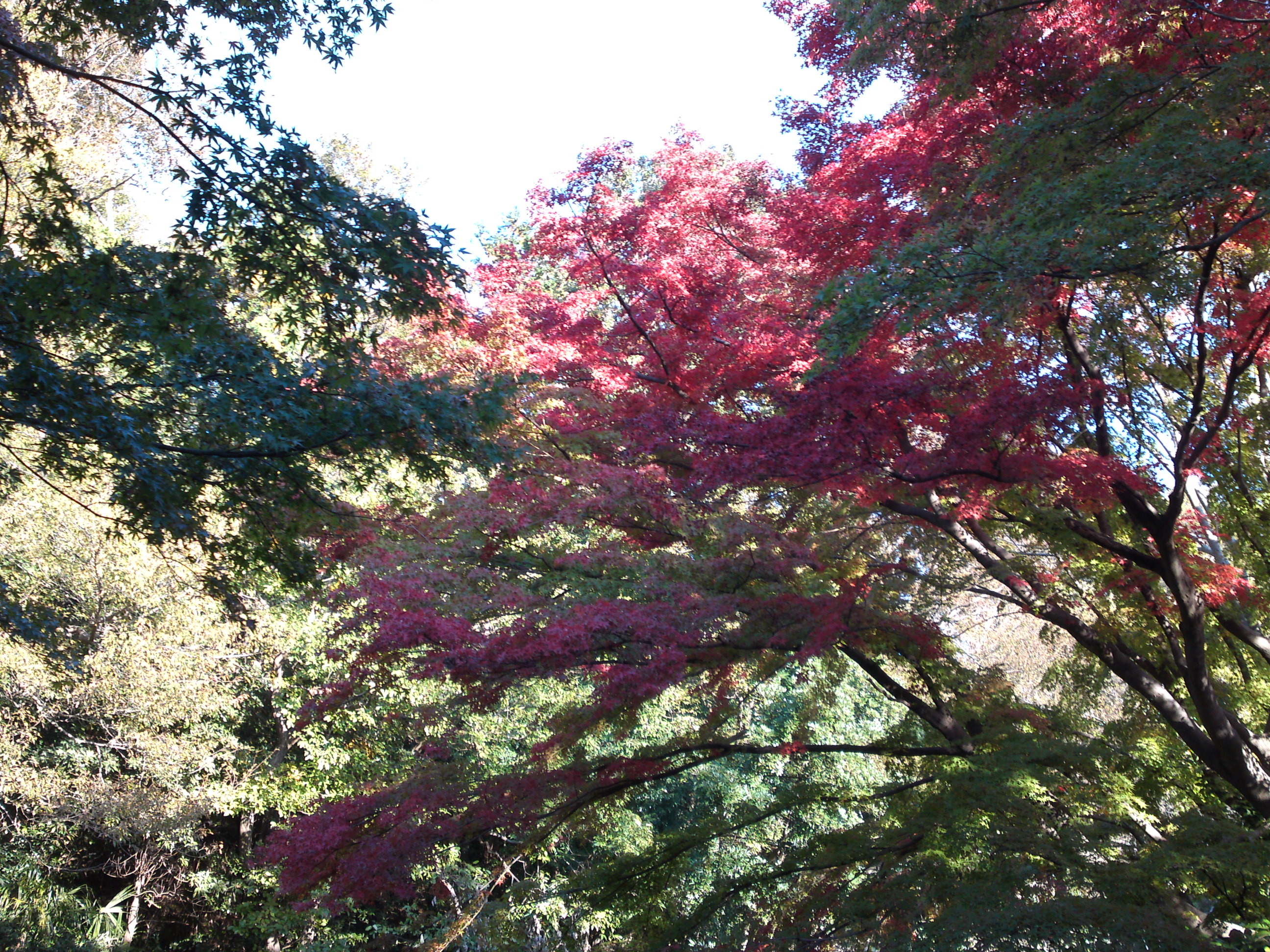 2019年じゅんさい池緑地公園の紅葉４