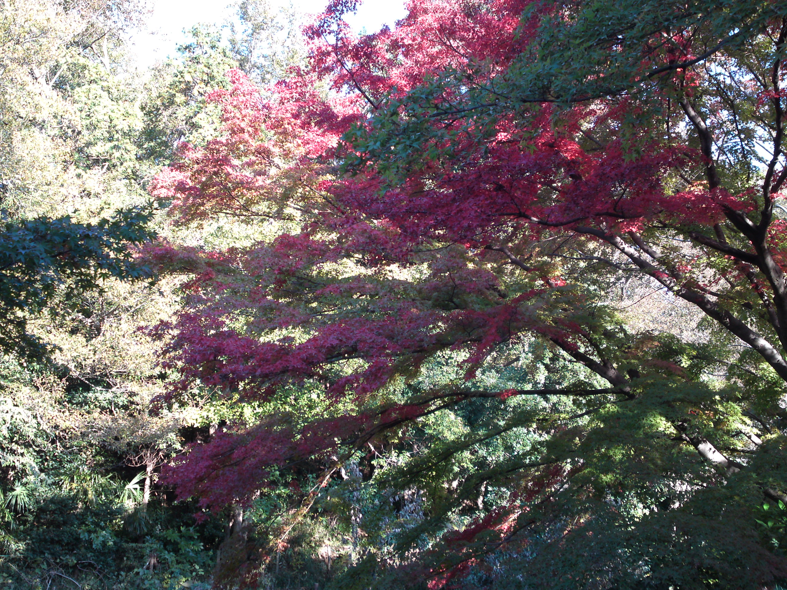 2019年じゅんさい池緑地公園の紅葉５