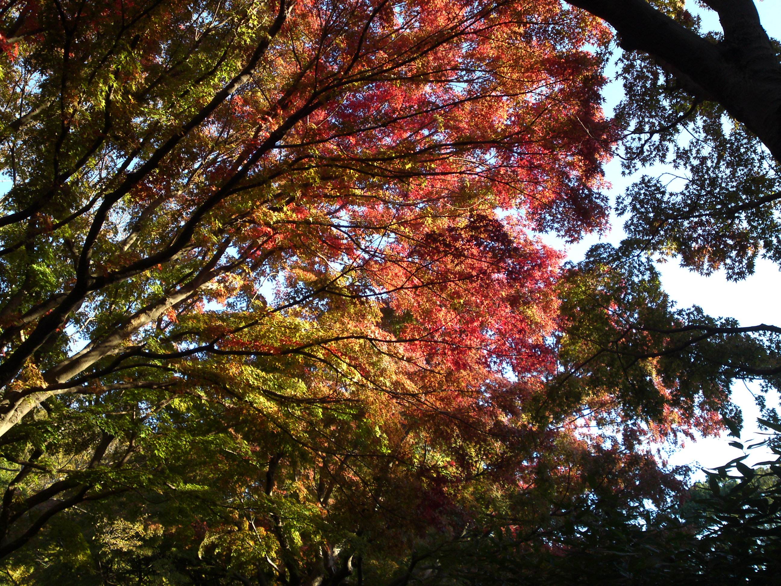 2019年じゅんさい池緑地公園の紅葉６