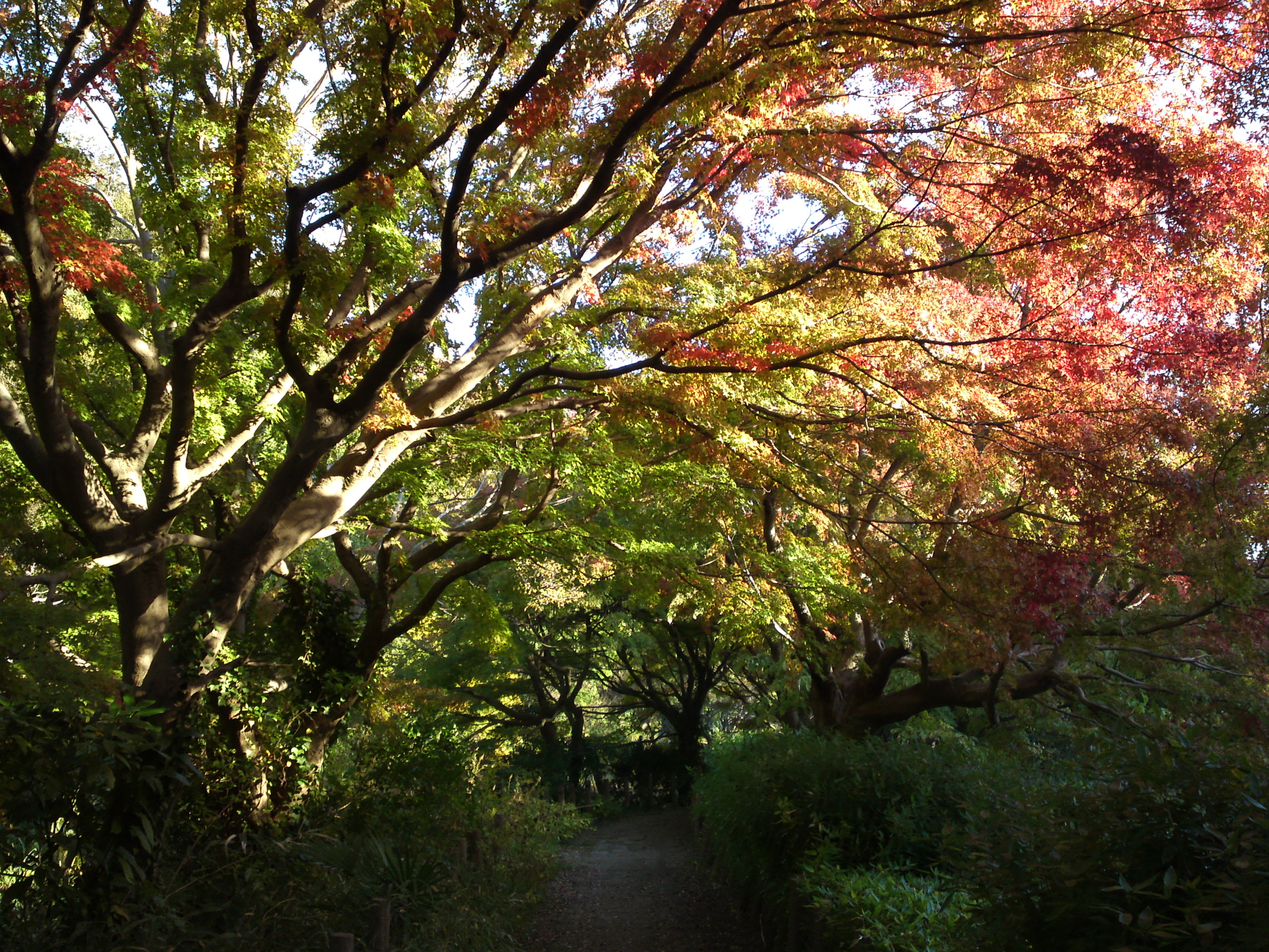 2019年じゅんさい池緑地公園の紅葉７