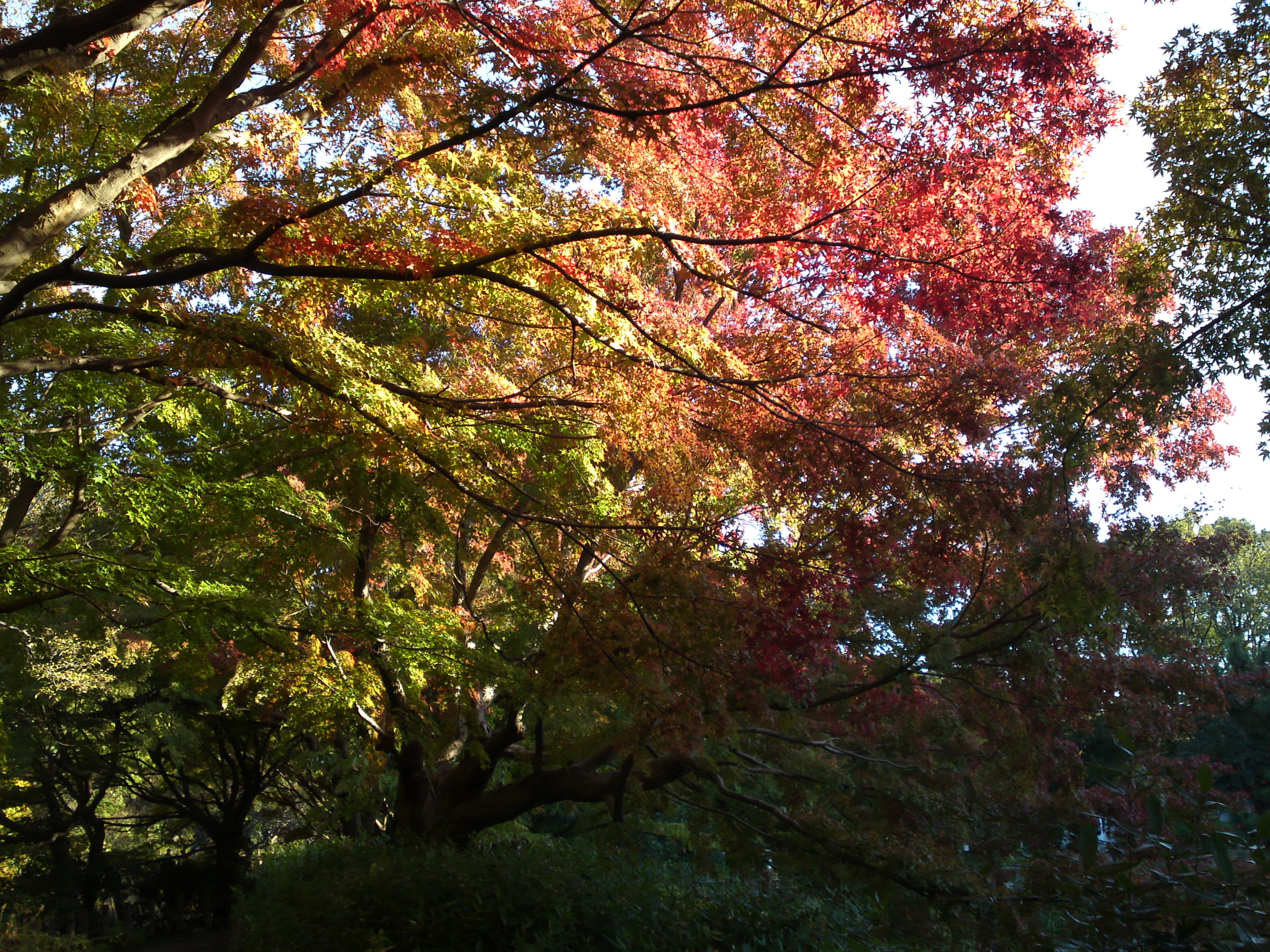 2019年じゅんさい池緑地公園の紅葉８