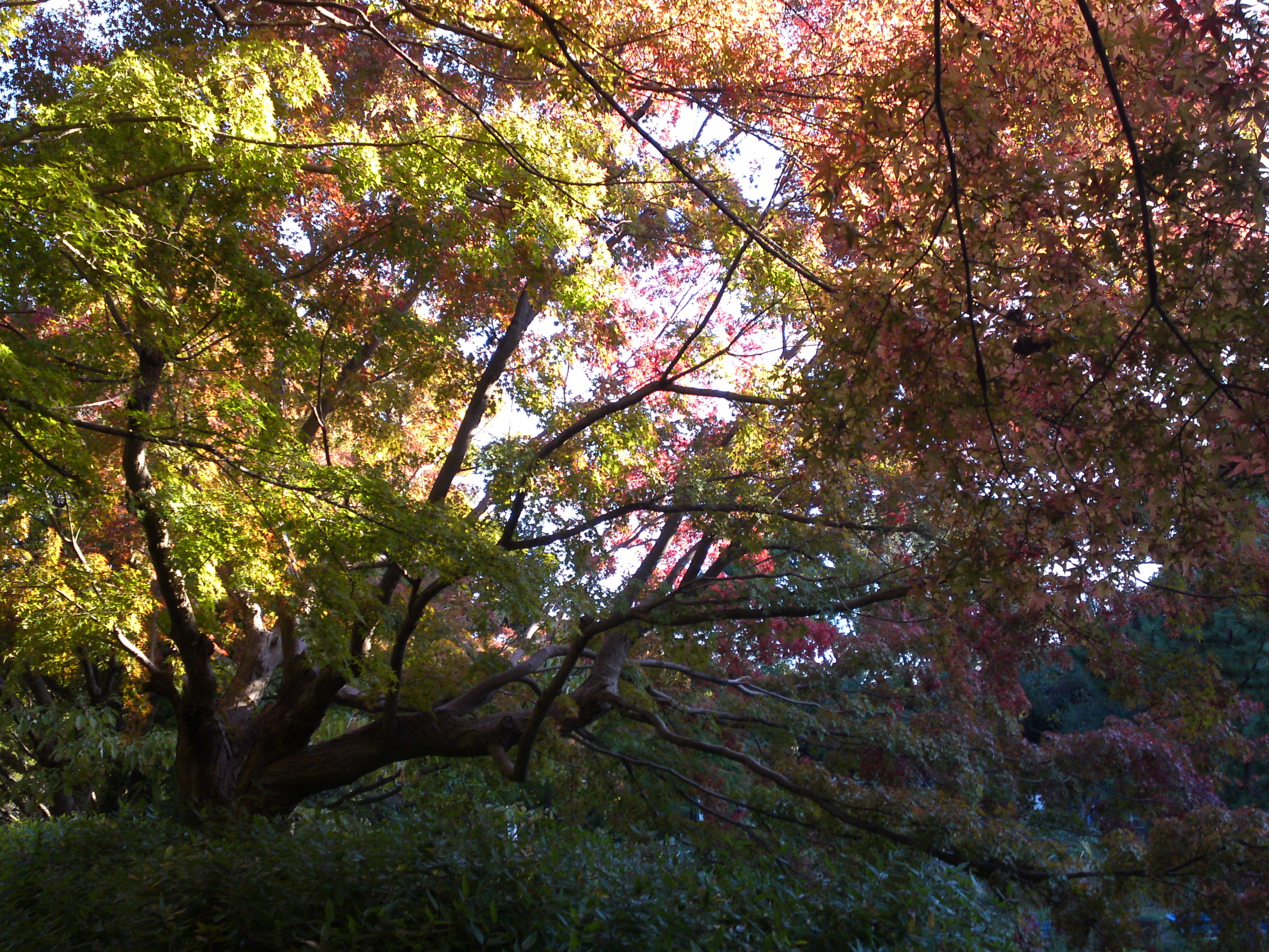 2019年じゅんさい池緑地公園の紅葉９