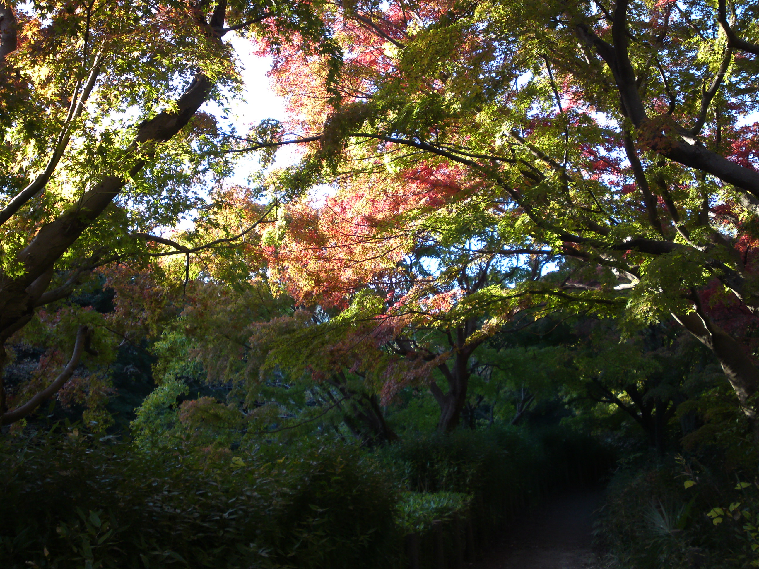 2019年じゅんさい池緑地公園の紅葉１２