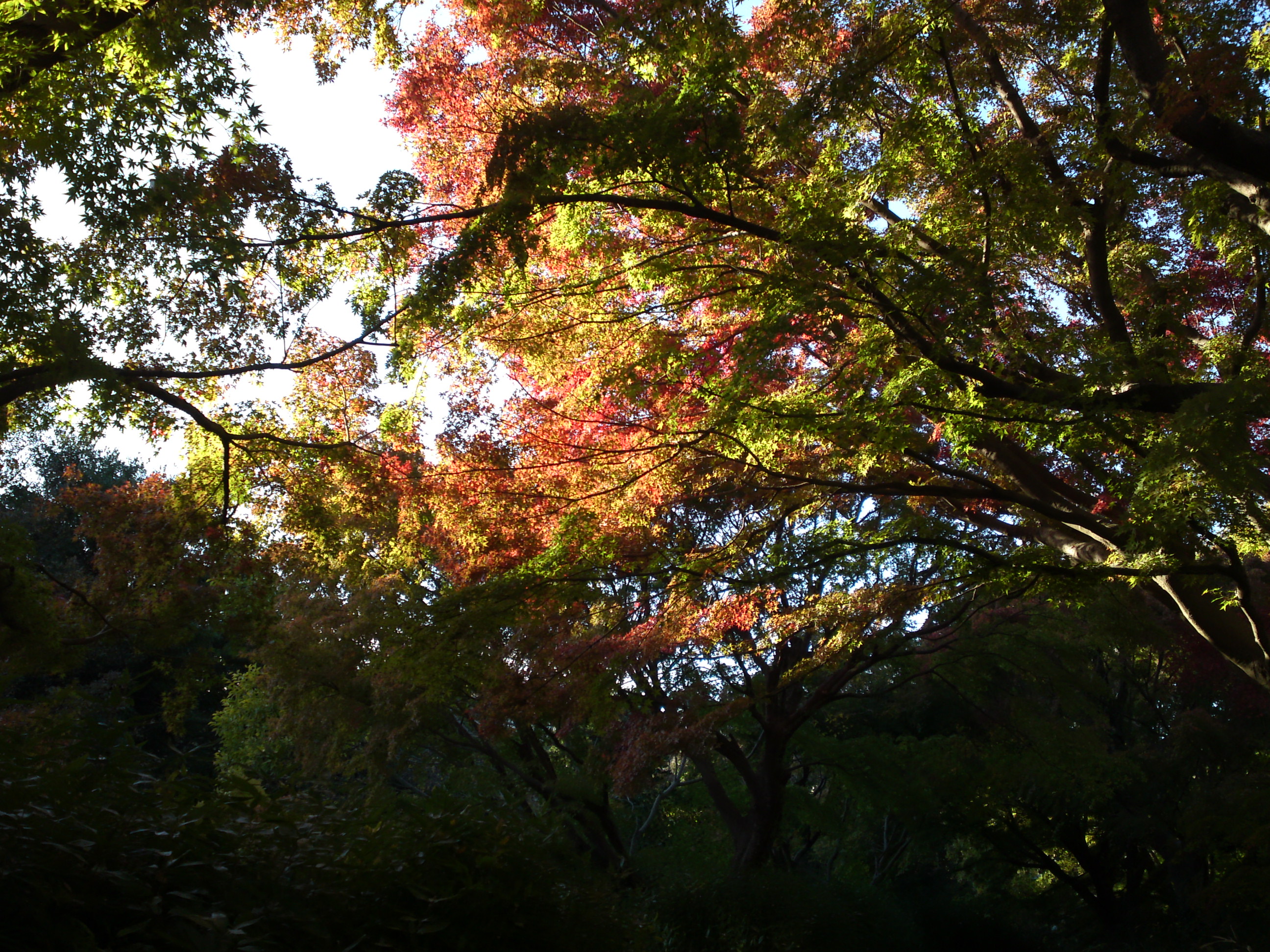 2019年じゅんさい池緑地公園の紅葉１３