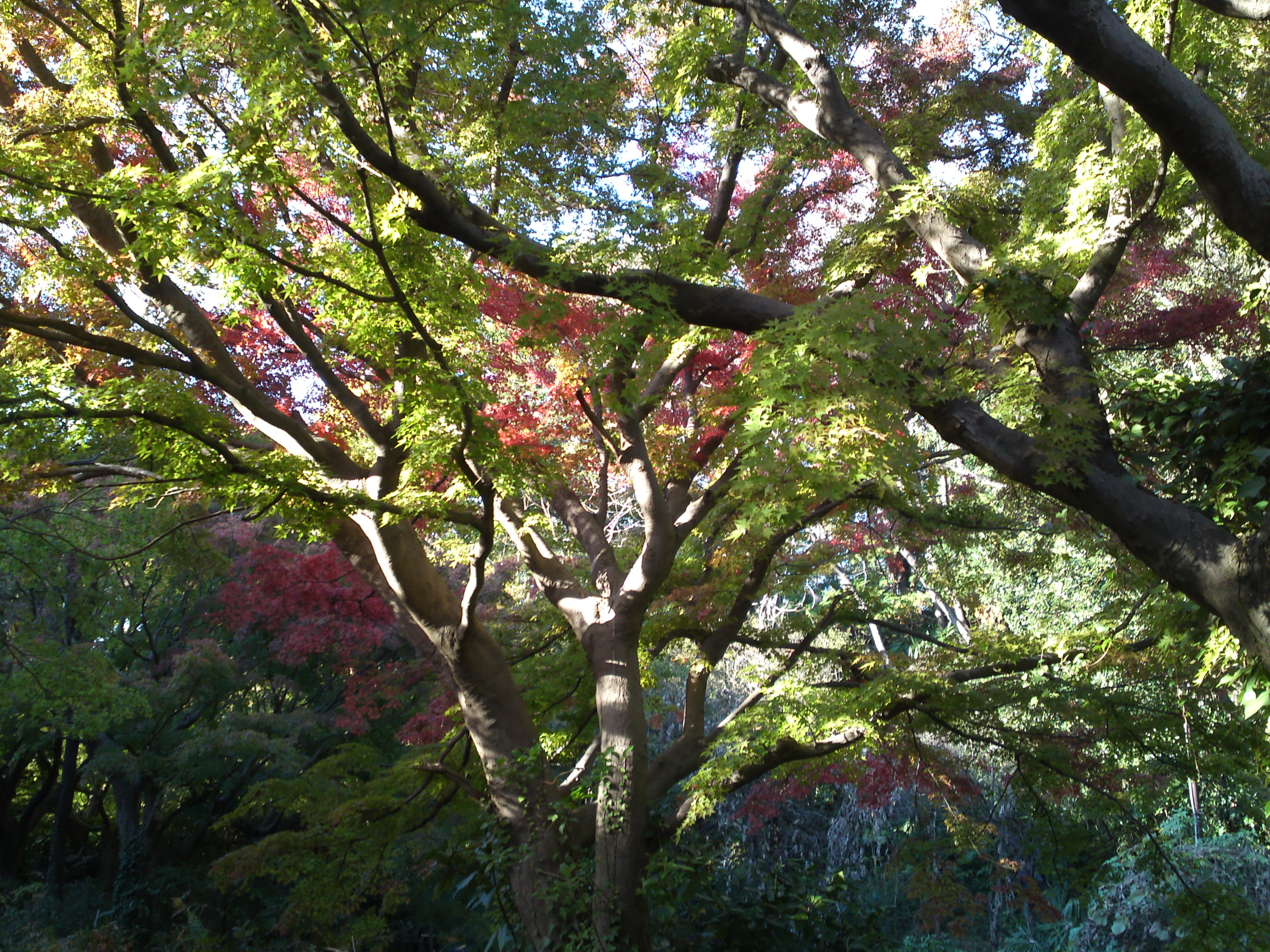 2019年じゅんさい池緑地公園の紅葉１４