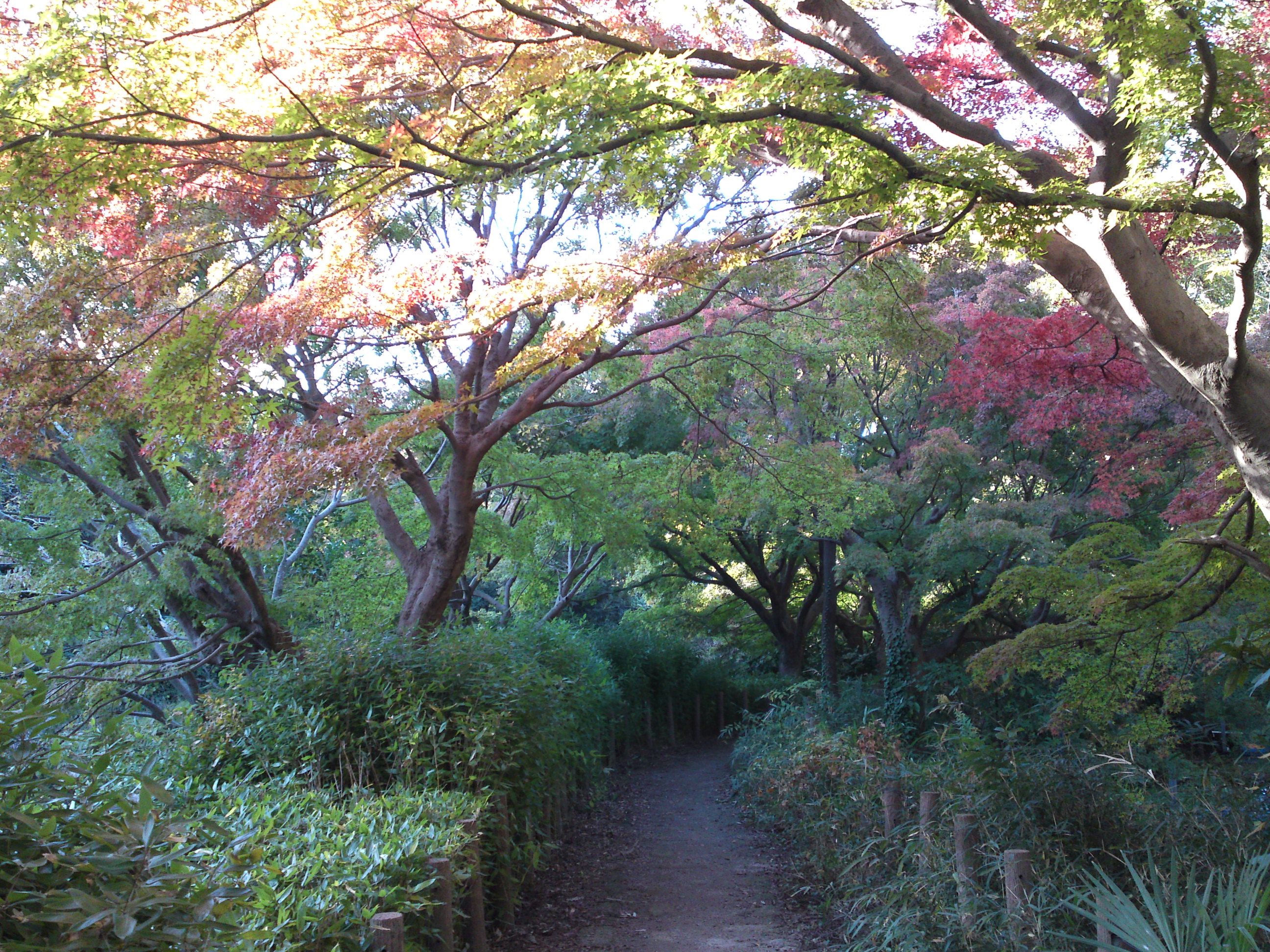 2019年じゅんさい池緑地公園の紅葉１６