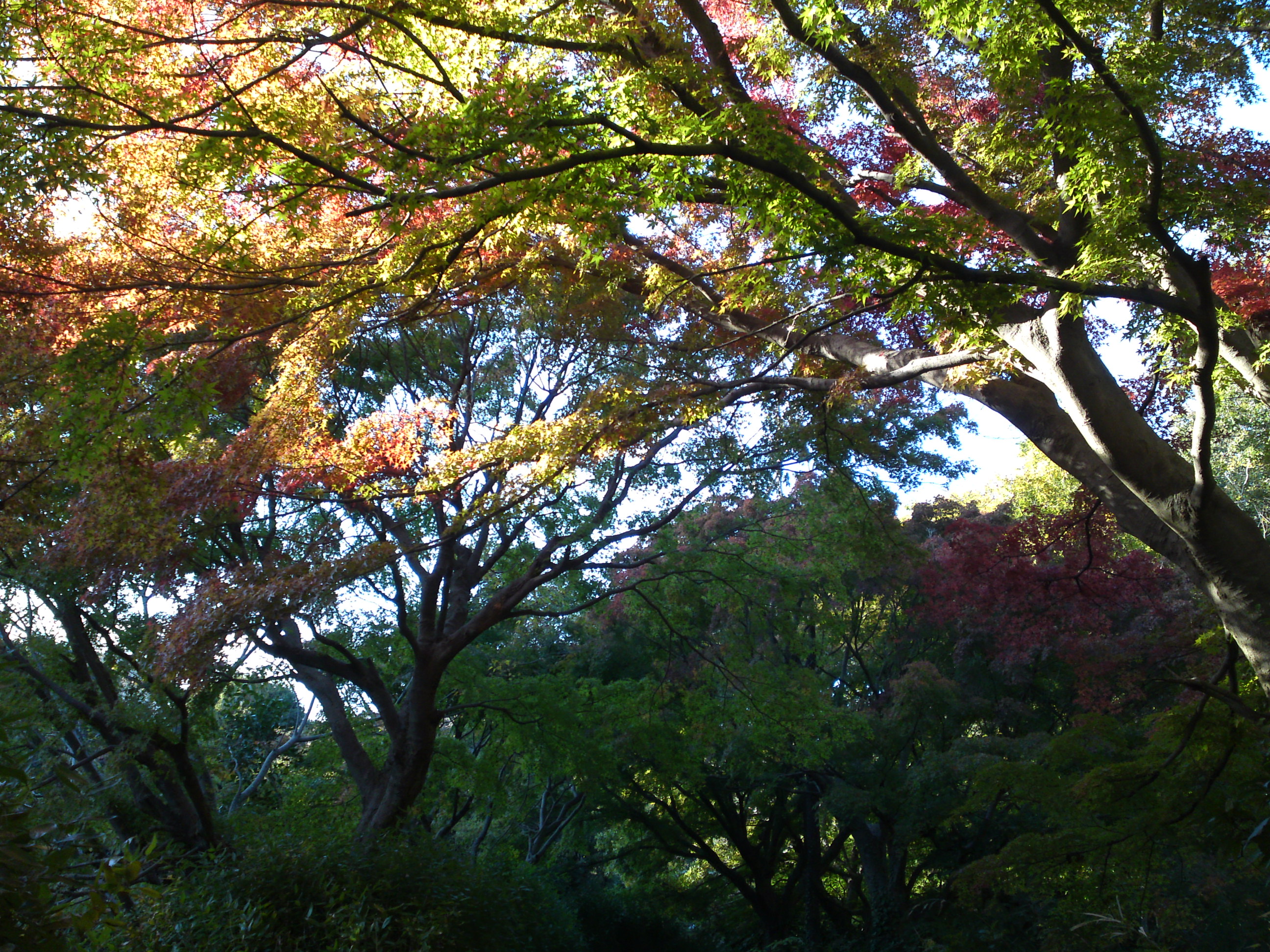 2019年じゅんさい池緑地公園の紅葉１７