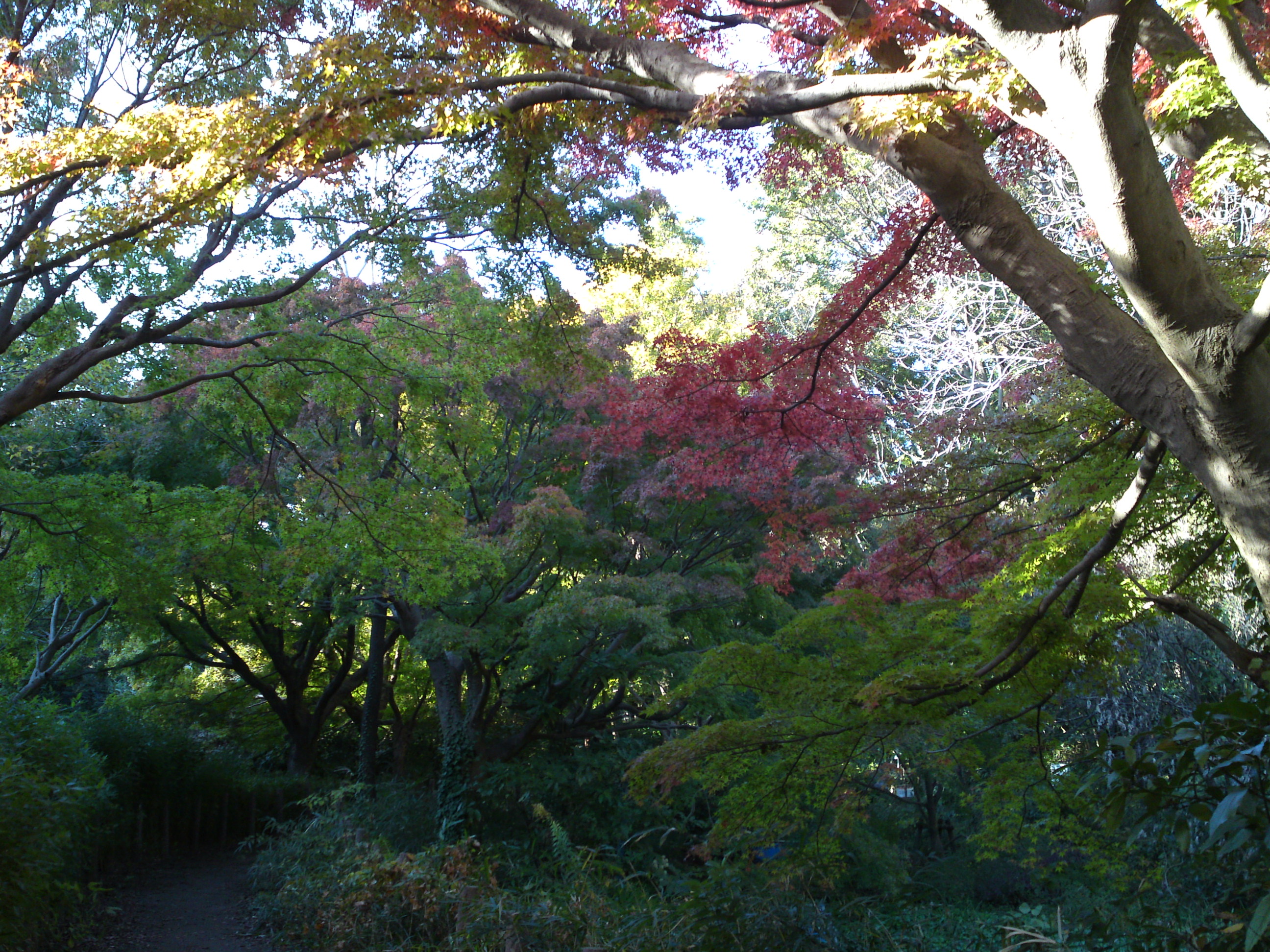 2019年じゅんさい池緑地公園の紅葉１８