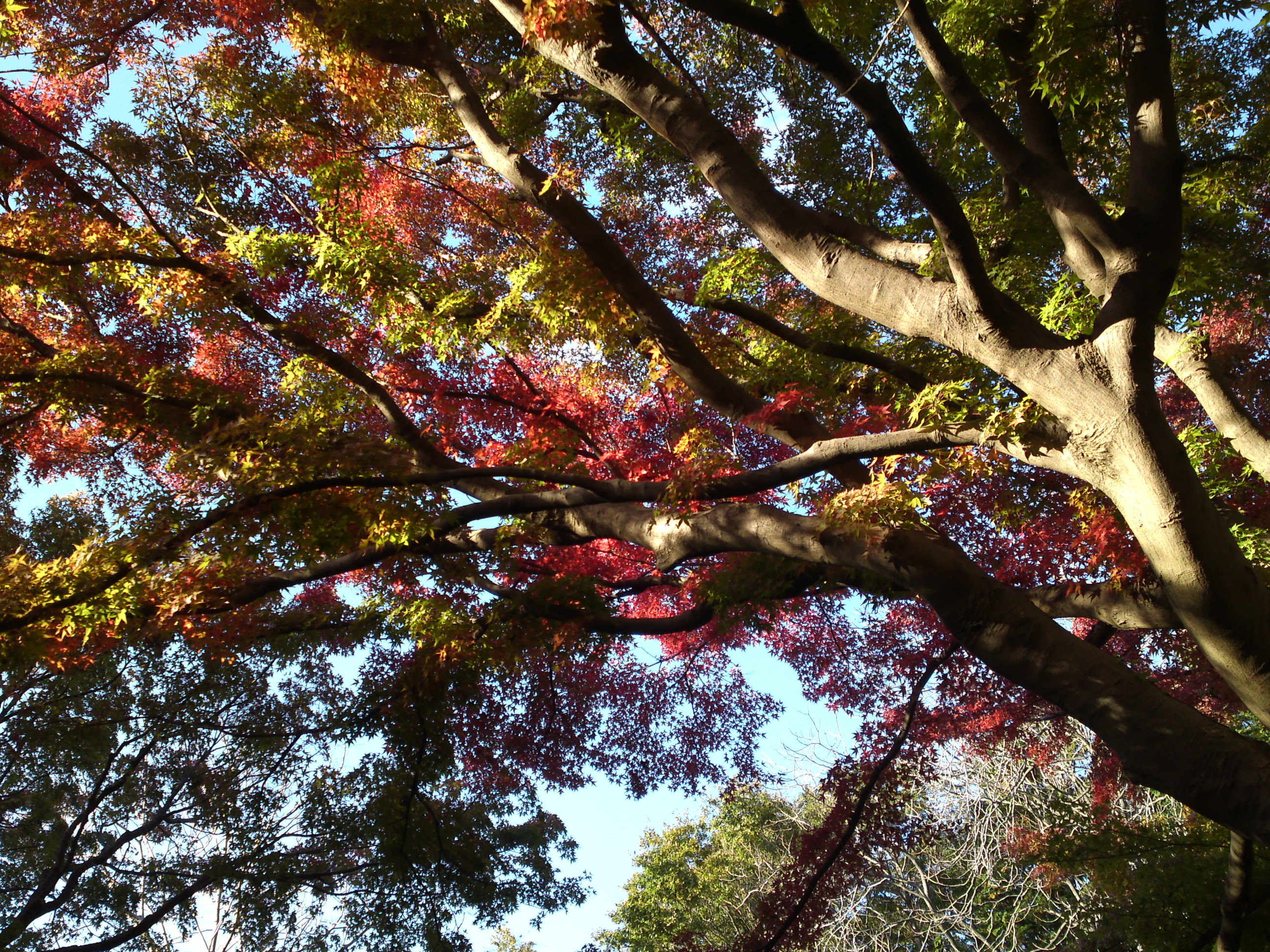 2019年じゅんさい池緑地公園の紅葉１９