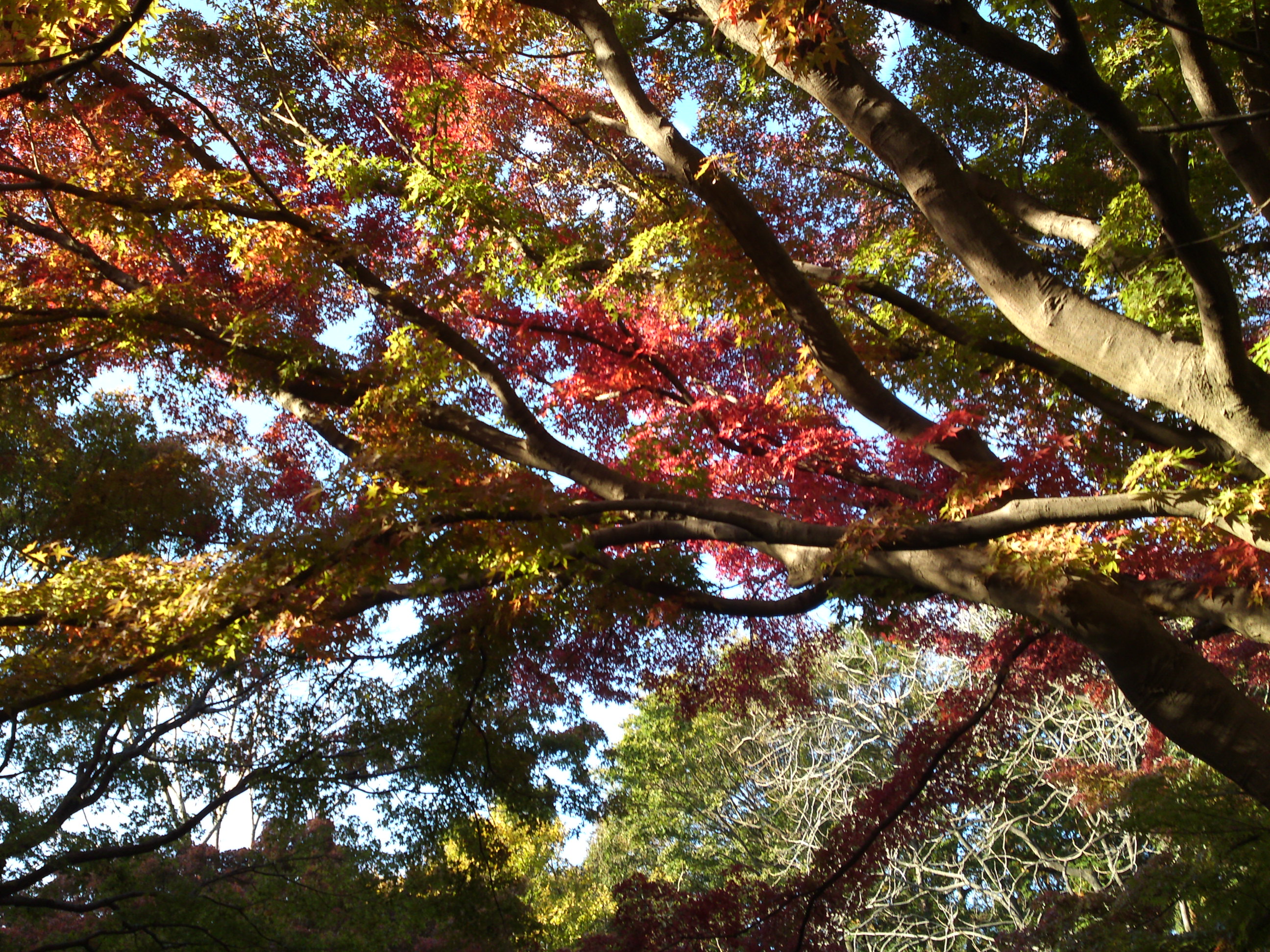 2019年じゅんさい池緑地公園の紅葉２０