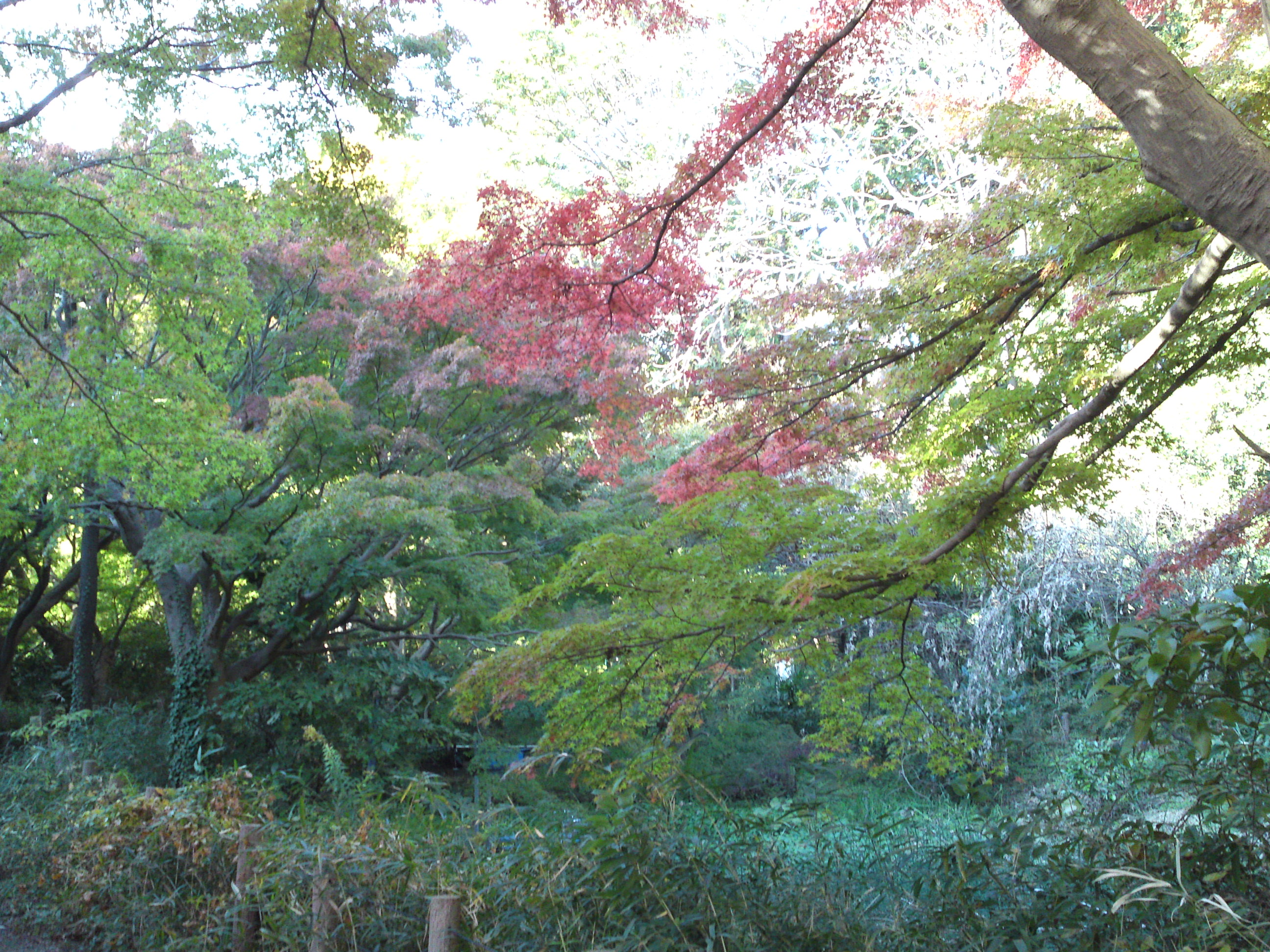 2019年じゅんさい池緑地公園の紅葉２１