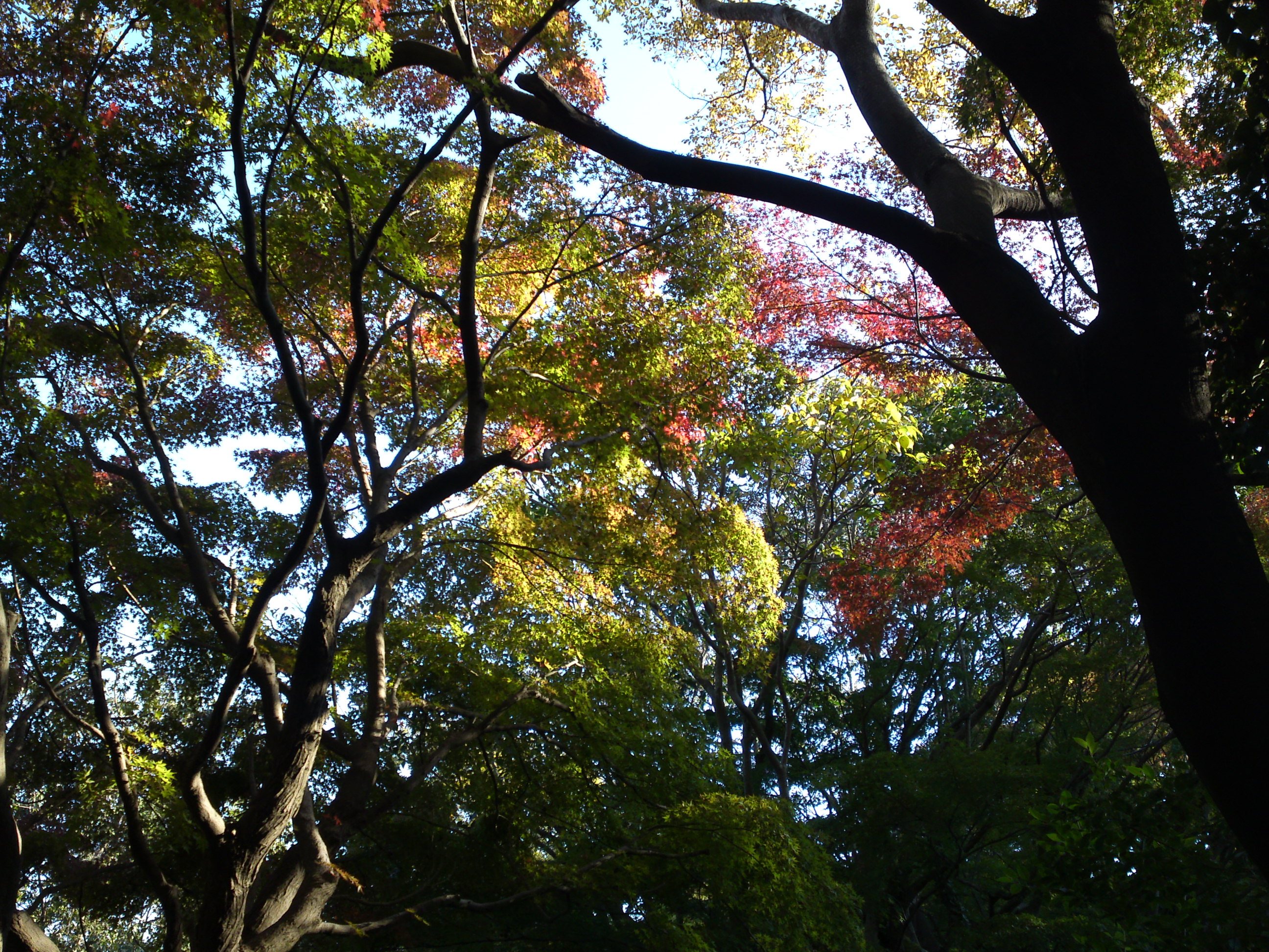 2019年じゅんさい池緑地公園の紅葉２２