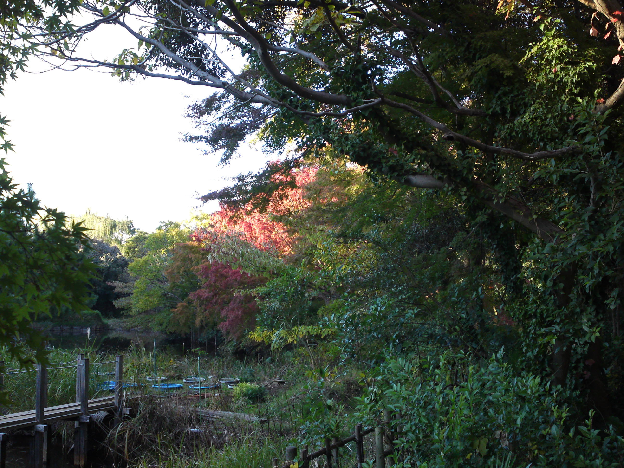 2019年じゅんさい池緑地公園の紅葉２３