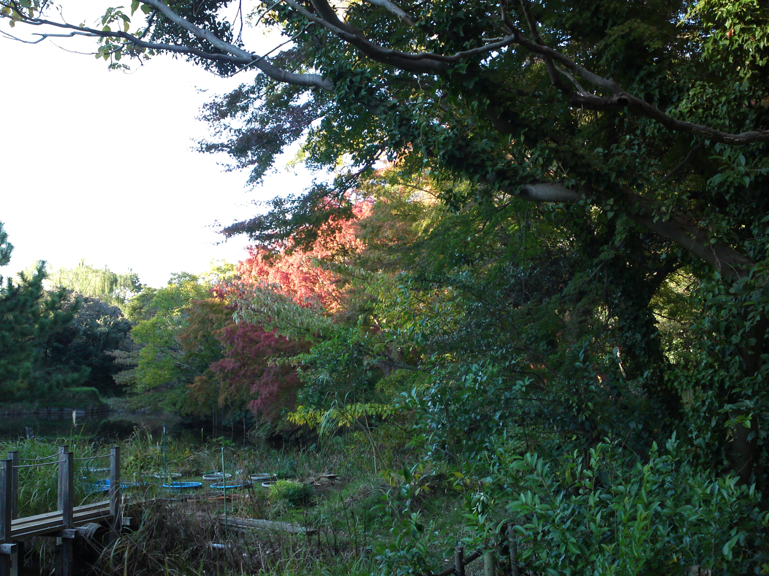 2019年じゅんさい池緑地公園の紅葉２４