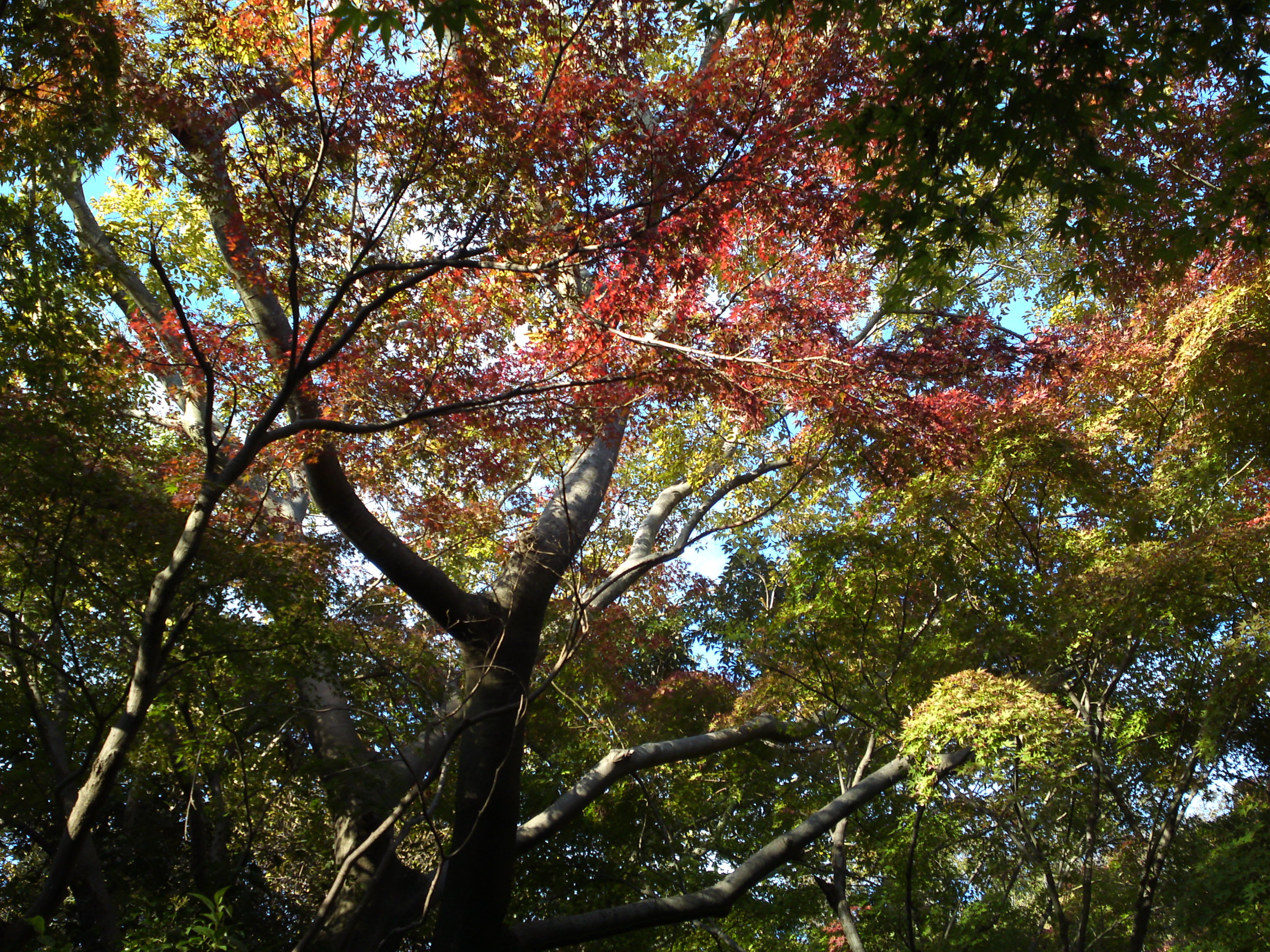 2019年じゅんさい池緑地公園の紅葉２５