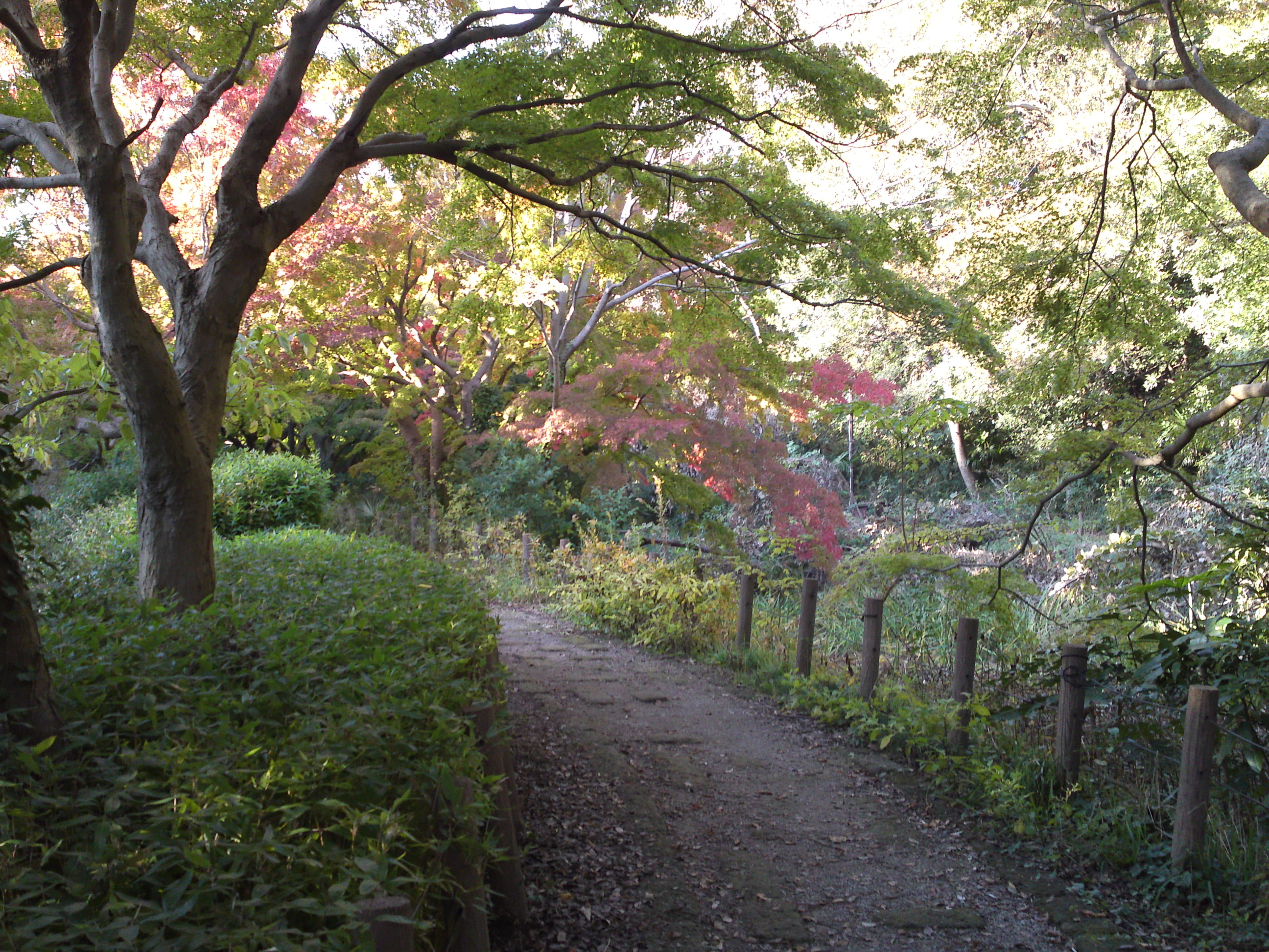 2019年じゅんさい池緑地公園の紅葉２６