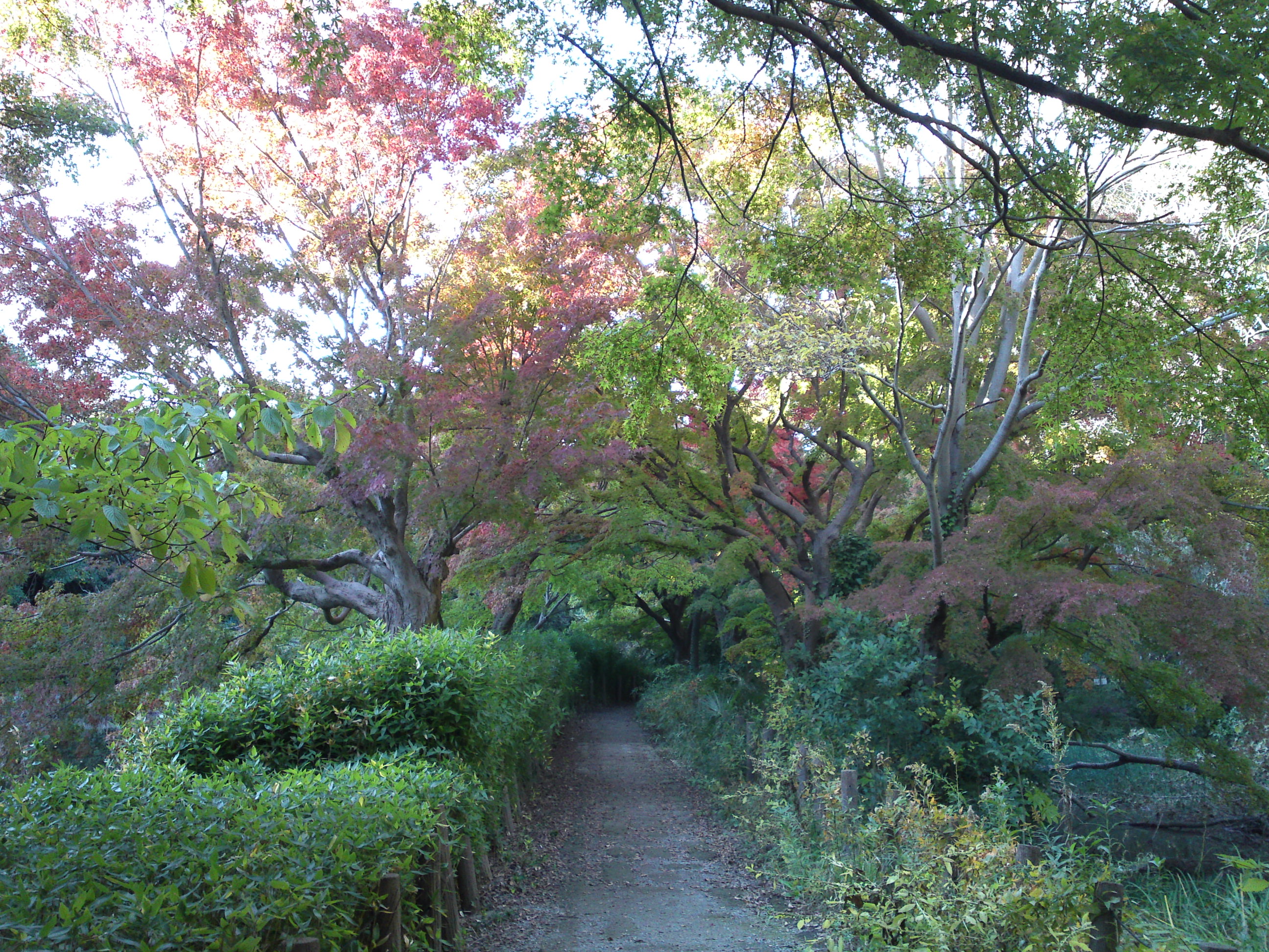 2019年じゅんさい池緑地公園の紅葉２７