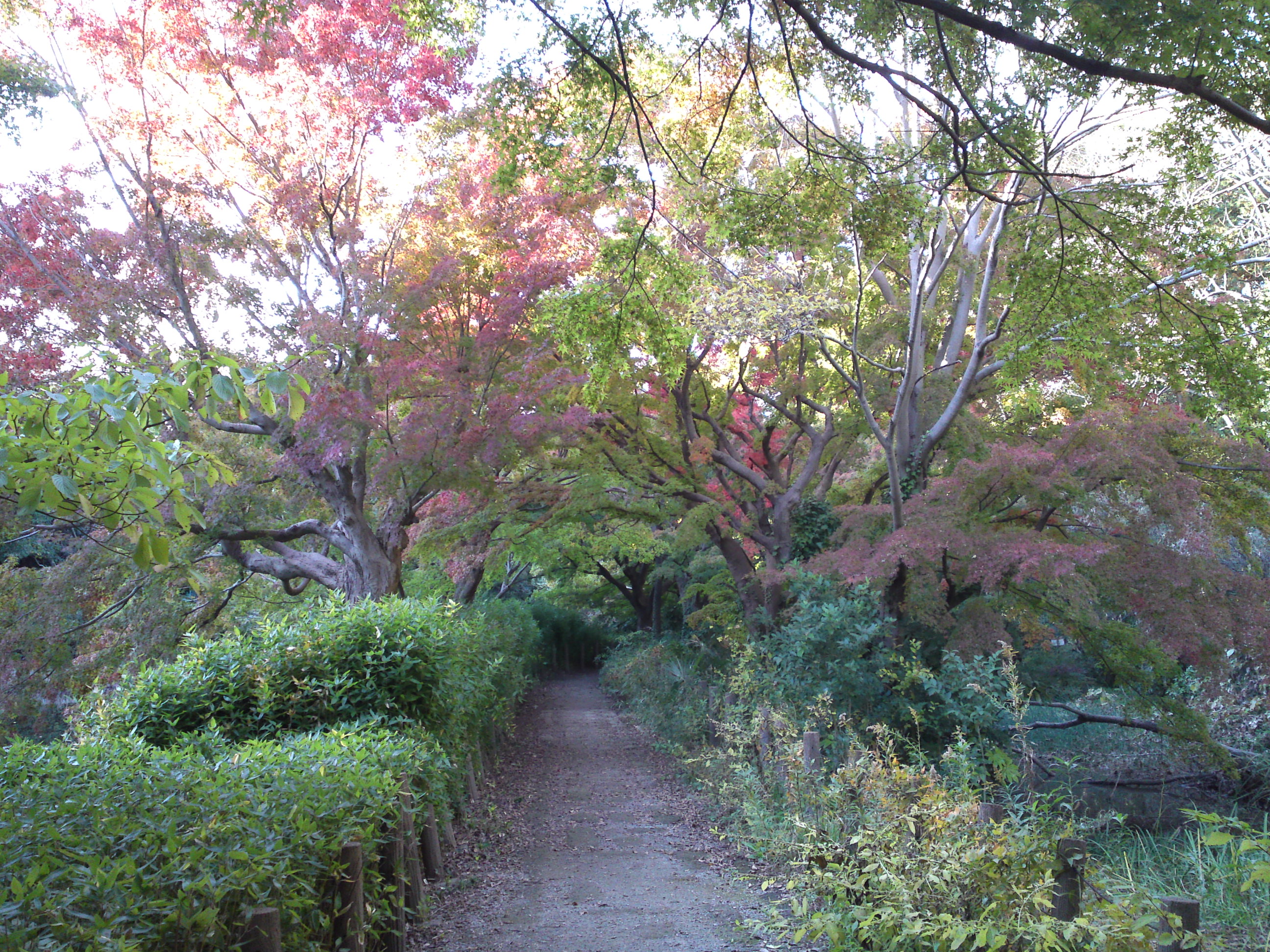 2019年じゅんさい池緑地公園の紅葉２８