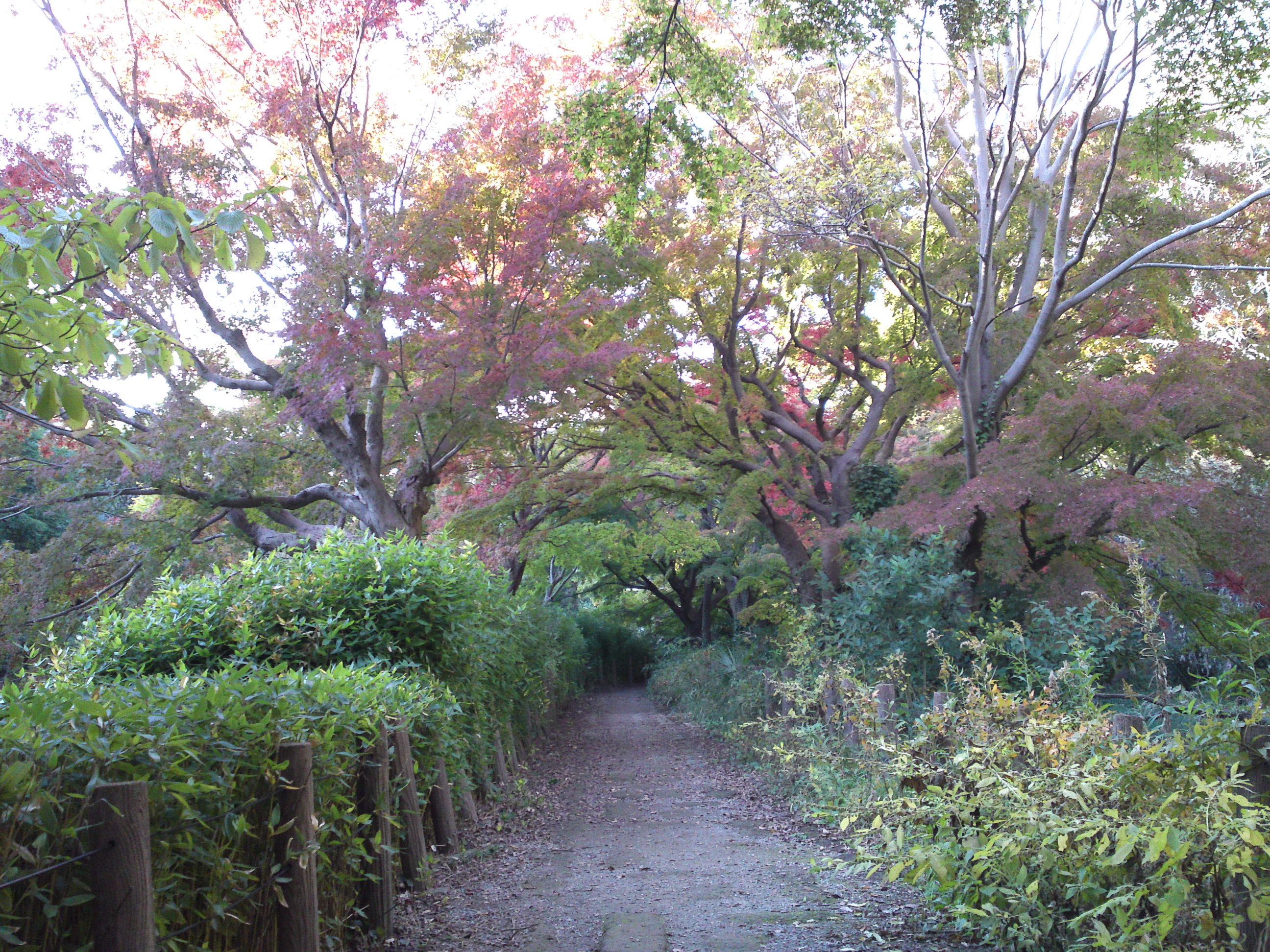 2019年じゅんさい池緑地公園の紅葉２９