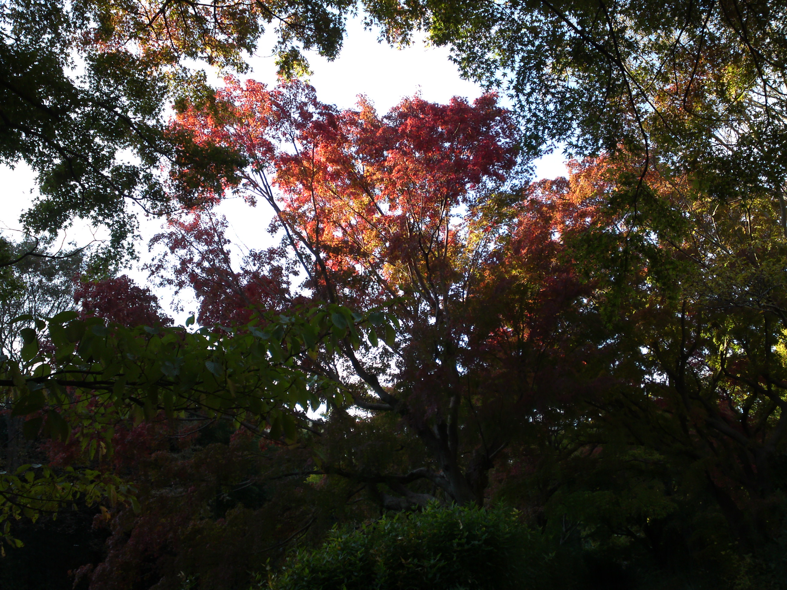 2019年じゅんさい池緑地公園の紅葉３０