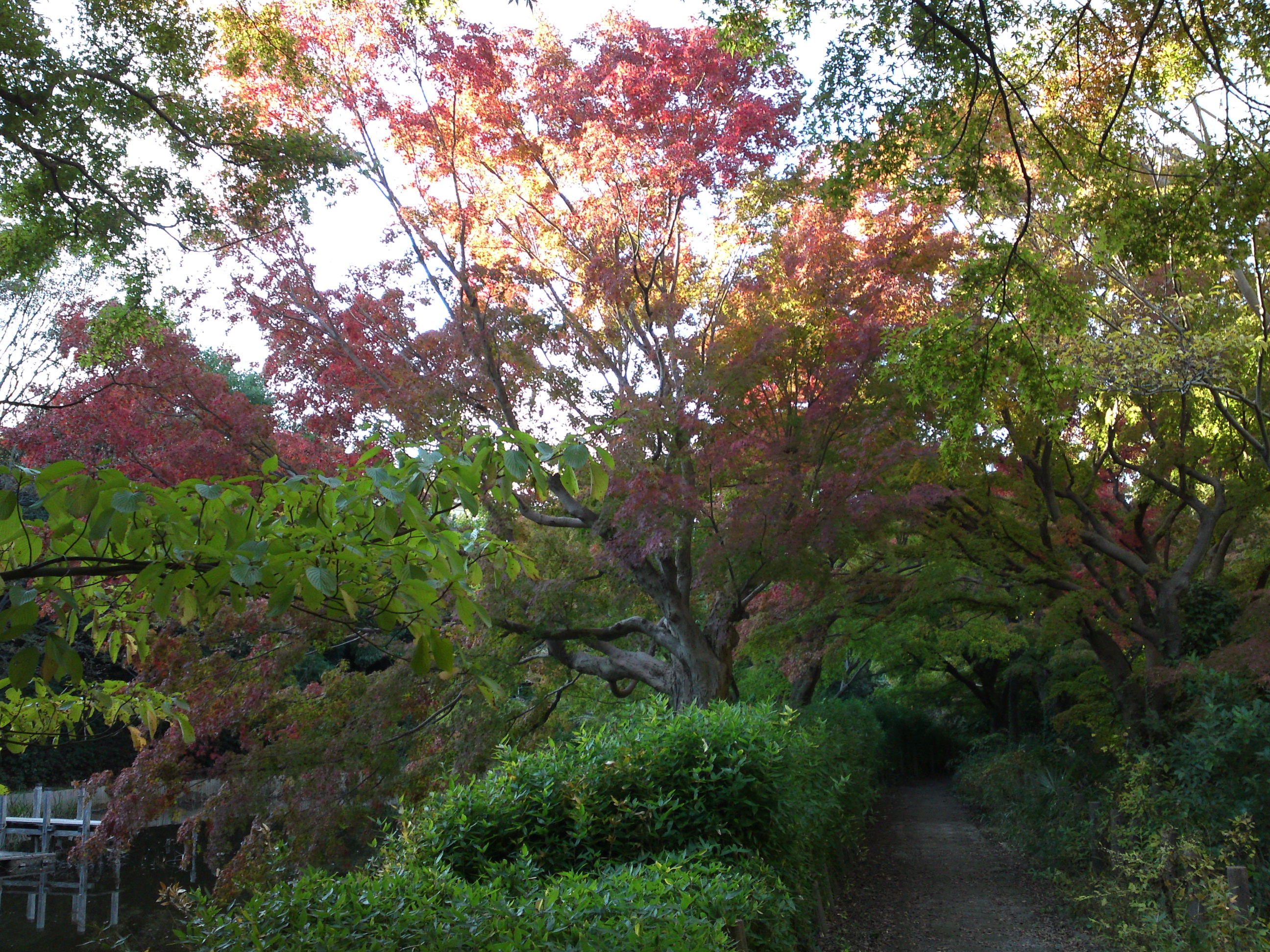 2019年じゅんさい池緑地公園の紅葉３１