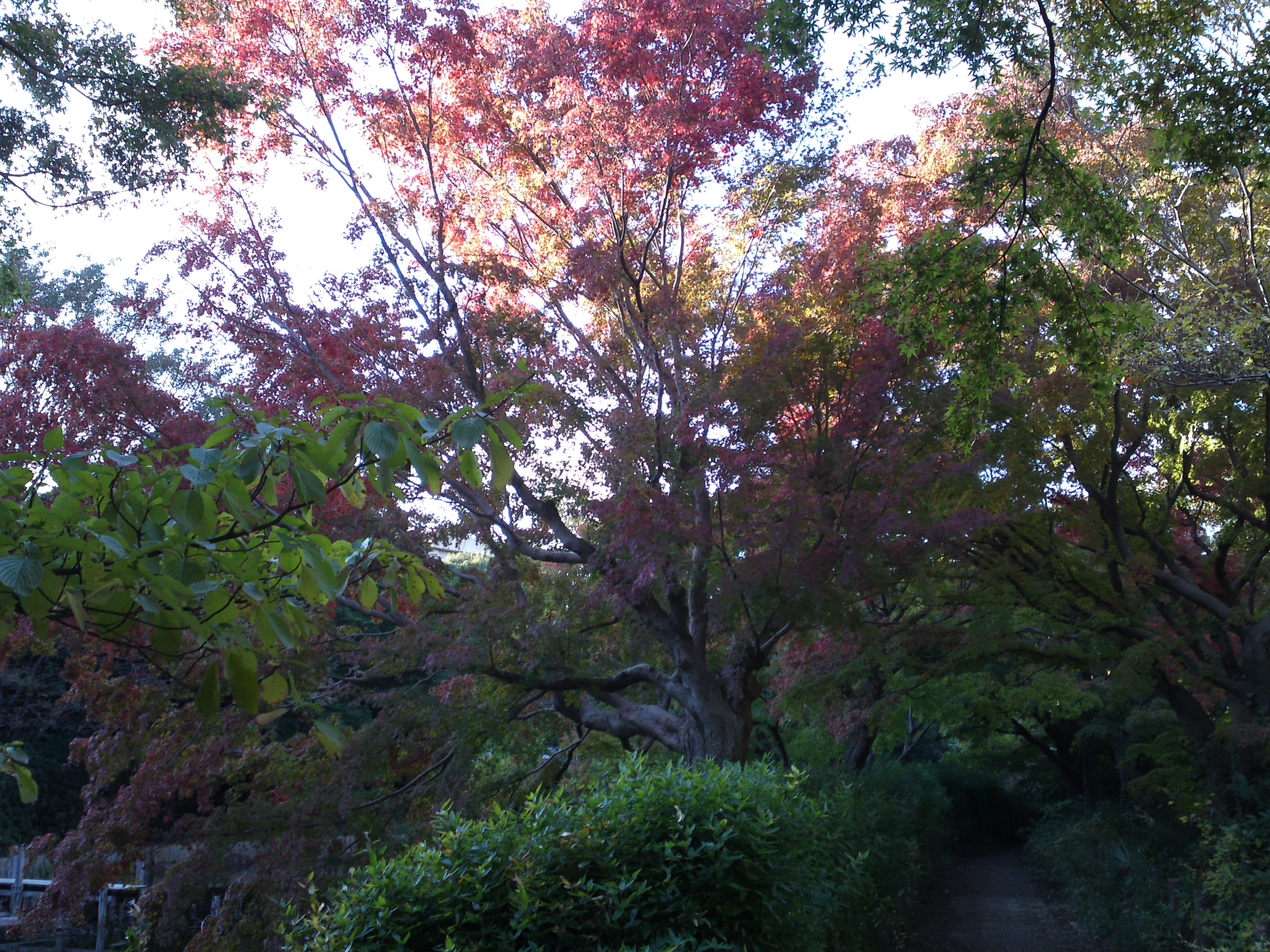 2019年じゅんさい池緑地公園の紅葉３２