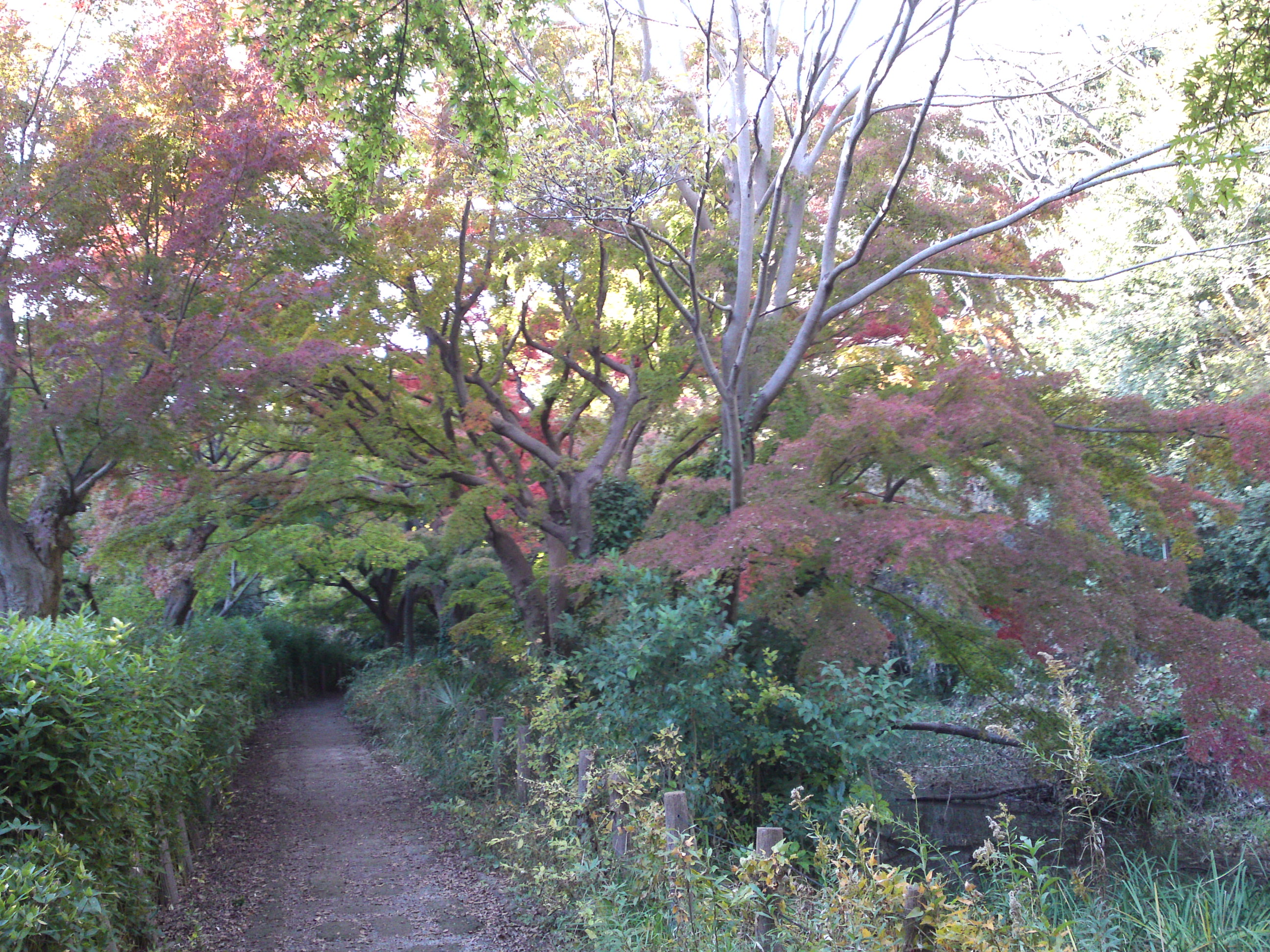 2019年じゅんさい池緑地公園の紅葉３３