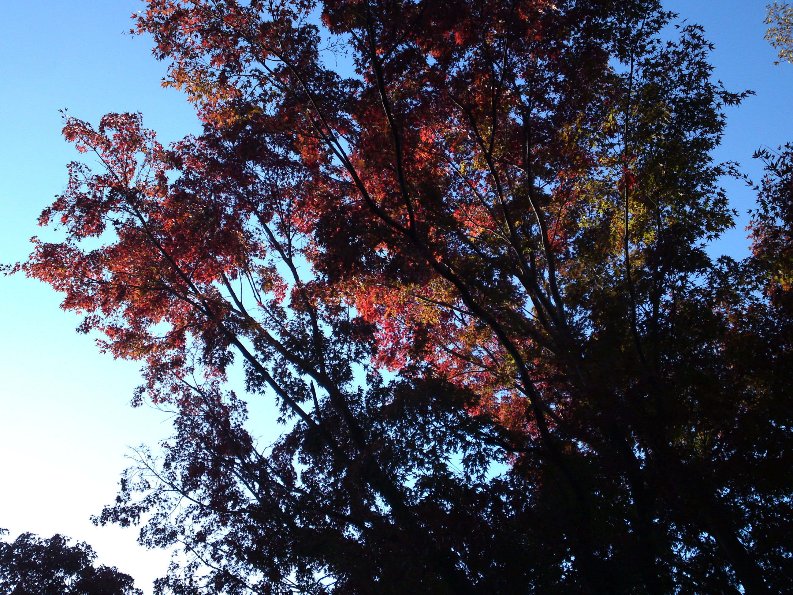 2019年じゅんさい池緑地公園の紅葉３５