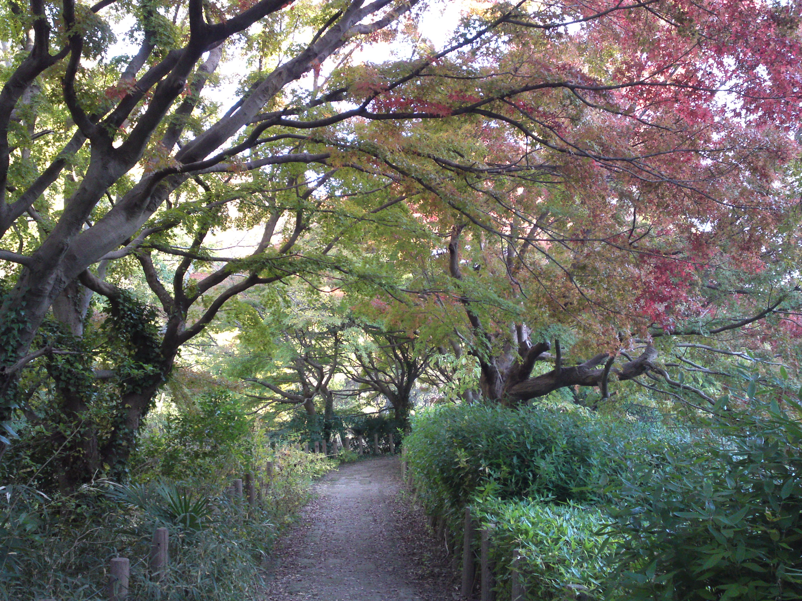 2019年じゅんさい池緑地公園の紅葉３６