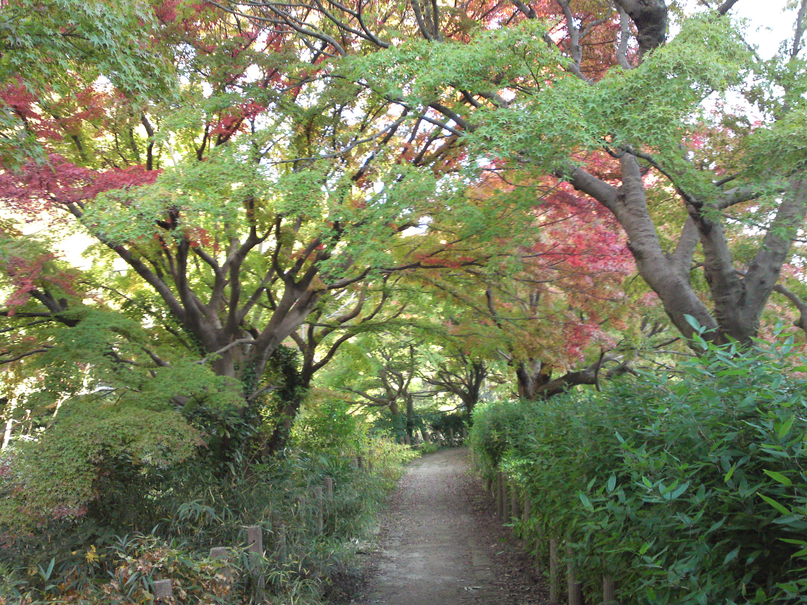 2019年じゅんさい池緑地公園の紅葉３７