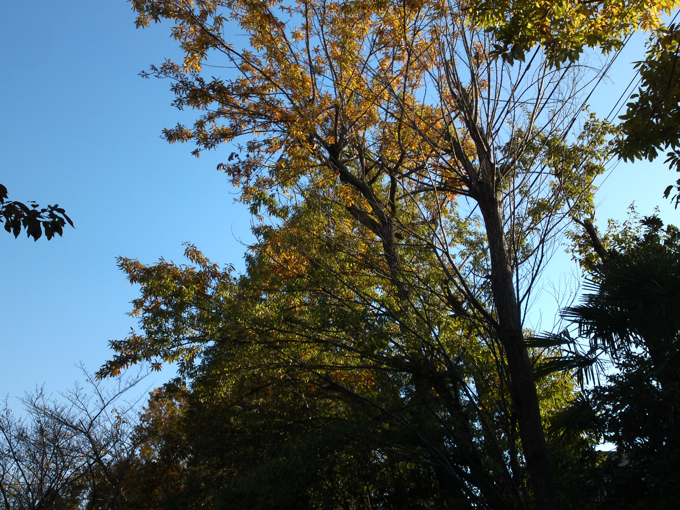 2019年じゅんさい池緑地公園の紅葉３９