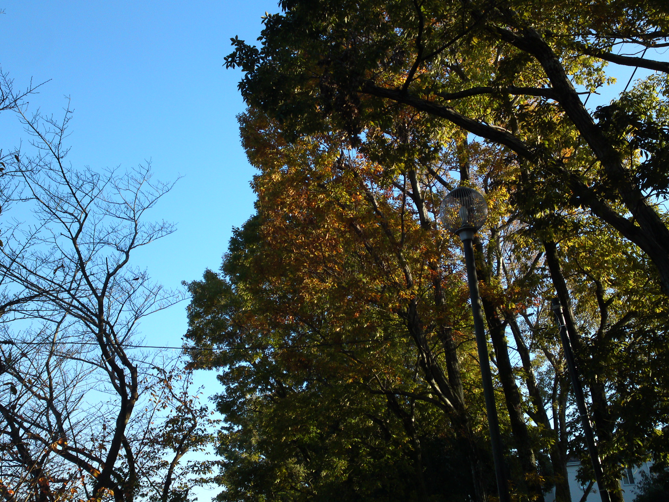 2019年じゅんさい池緑地公園の紅葉４０