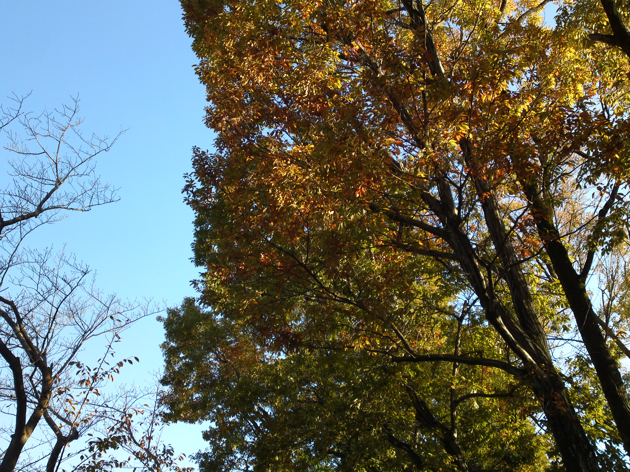 2019年じゅんさい池緑地公園の紅葉４１