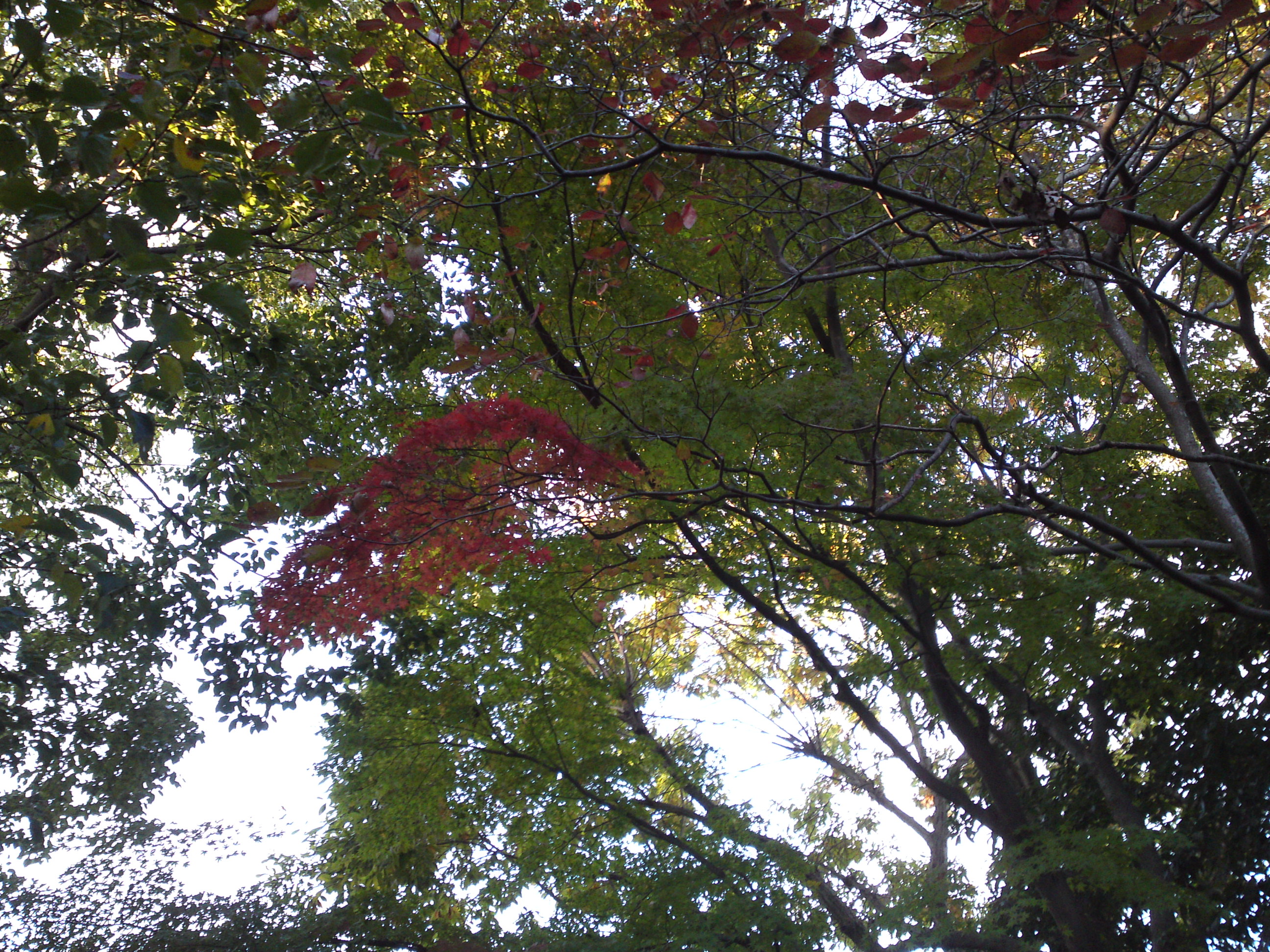 2019年じゅんさい池緑地公園の紅葉４３