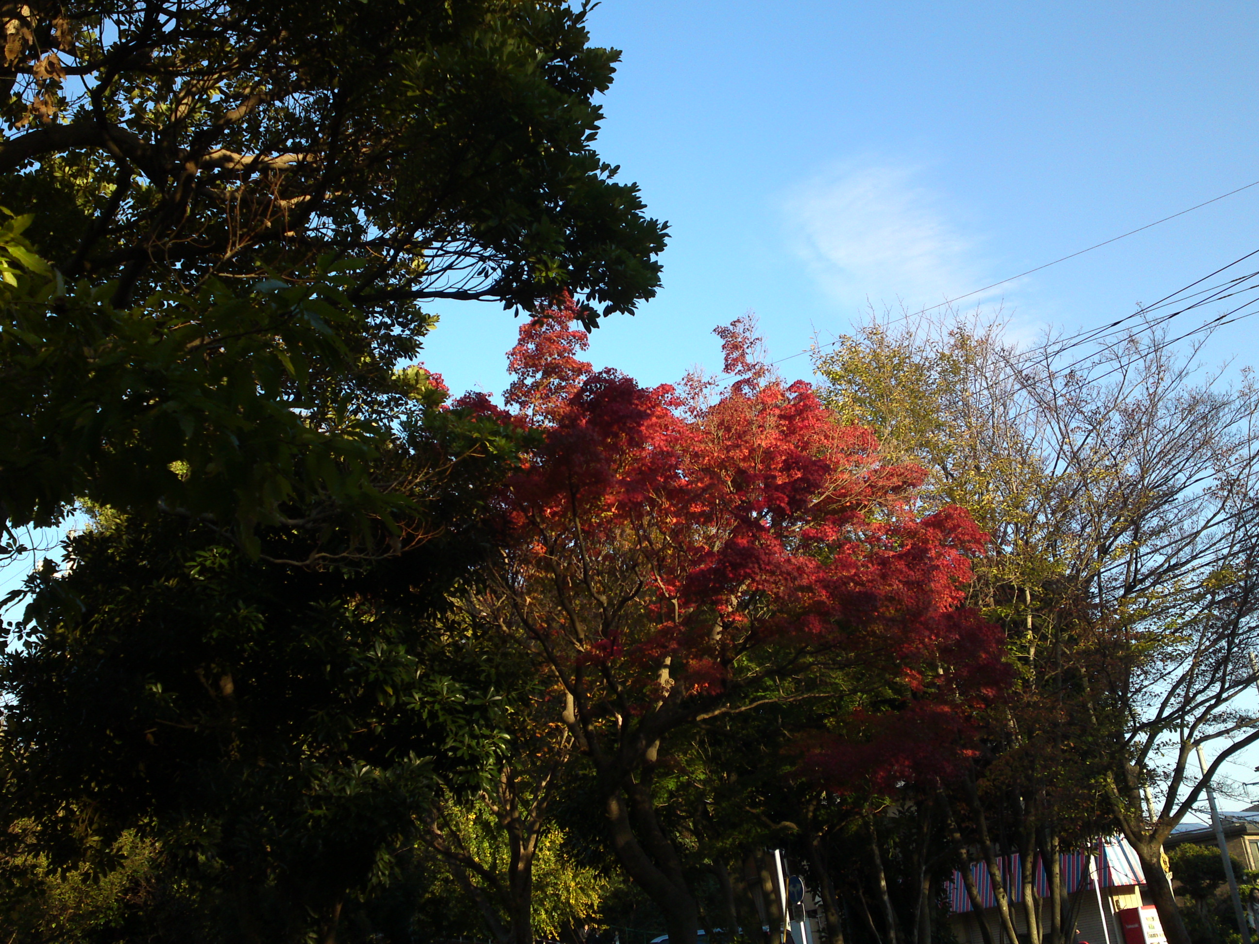 2019年じゅんさい池緑地公園の紅葉４４