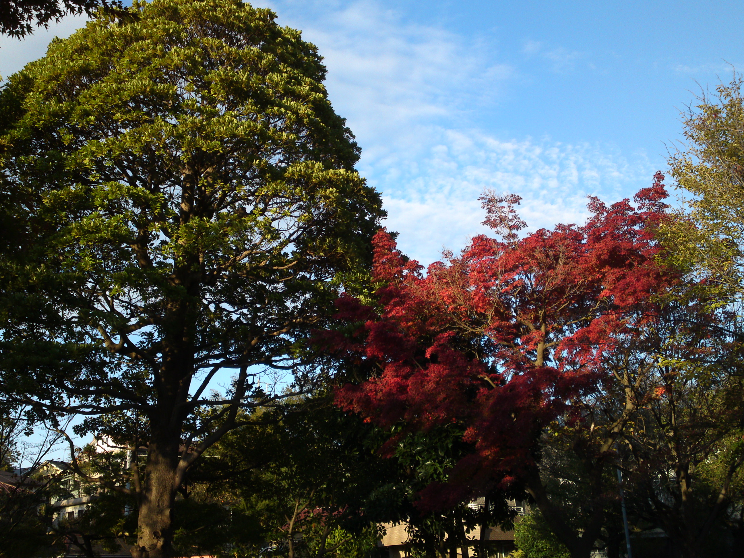 2019年じゅんさい池緑地公園の紅葉４５