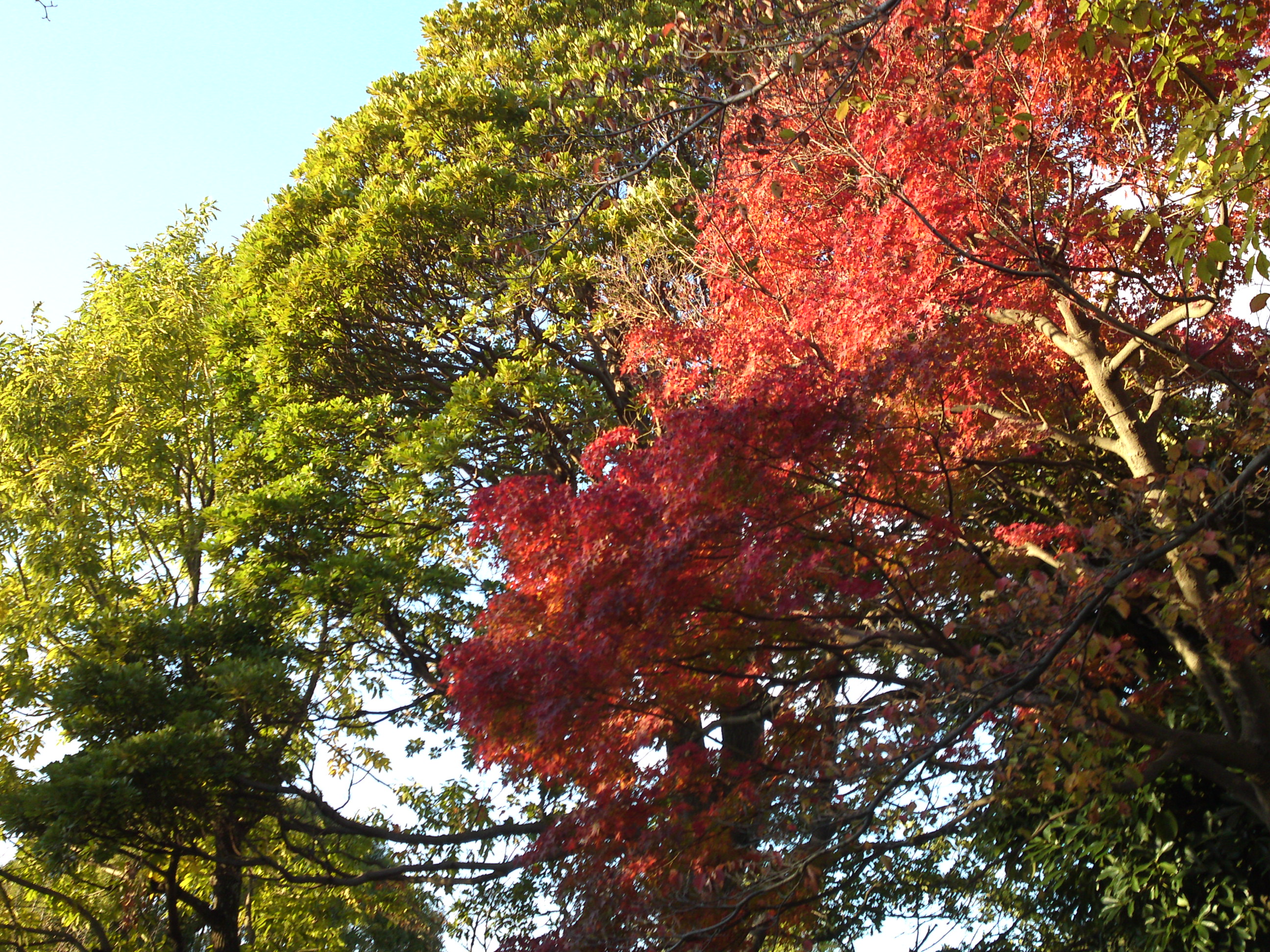 2019年じゅんさい池緑地公園の紅葉４６