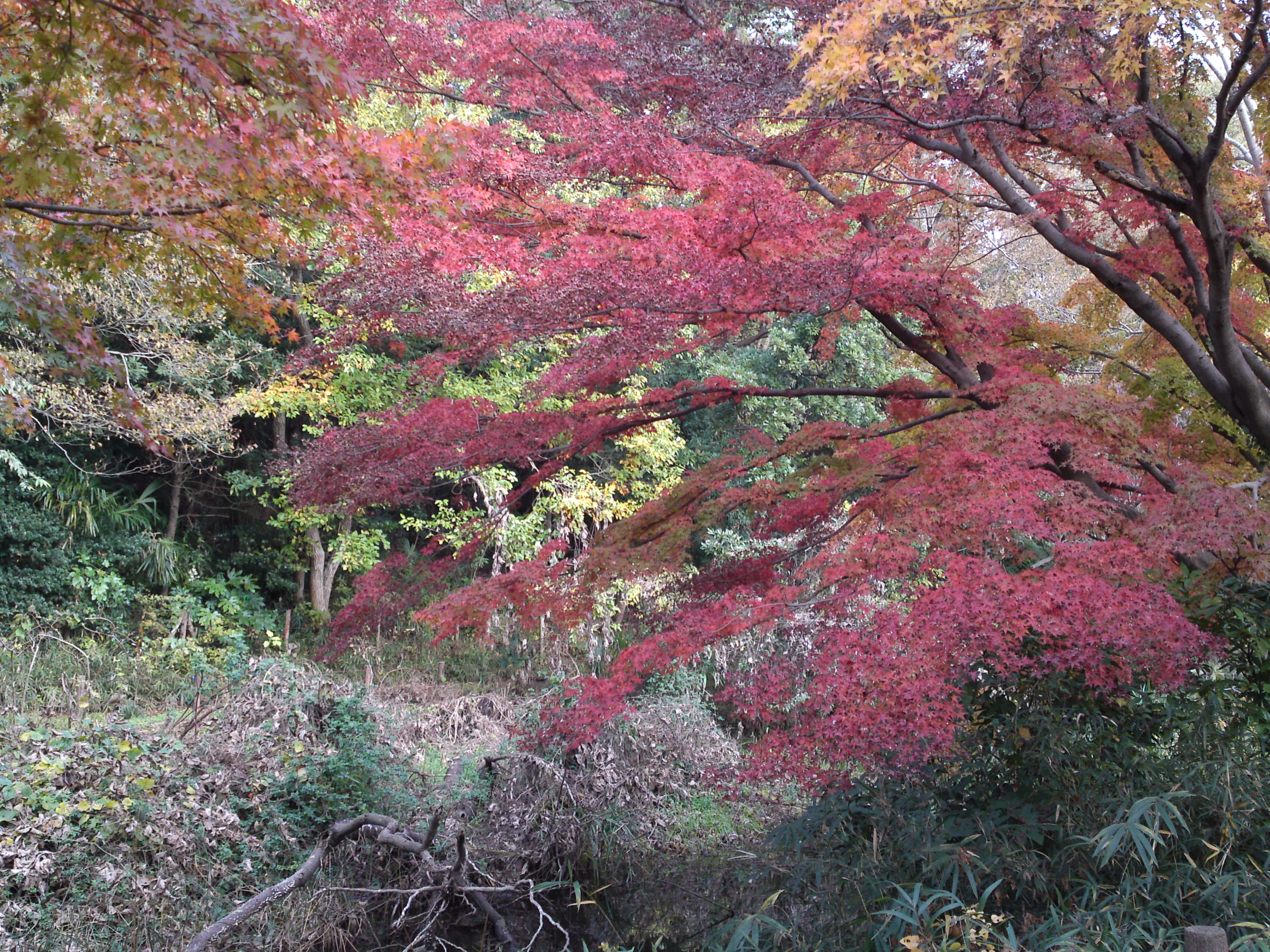 2019年じゅんさい池緑地公園晩秋の風景１